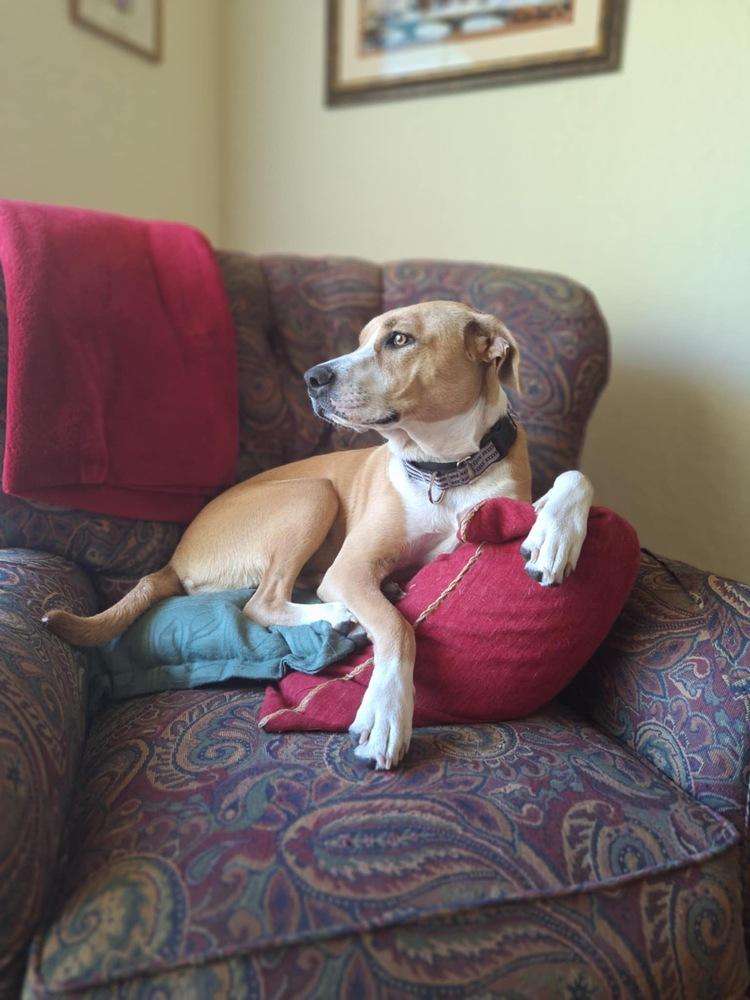 Poppy, a Adoptable mixed breed in Orlando, FL image 5/6