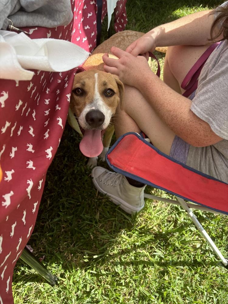 Poppy, a Adoptable mixed breed in Orlando, FL image 6/6