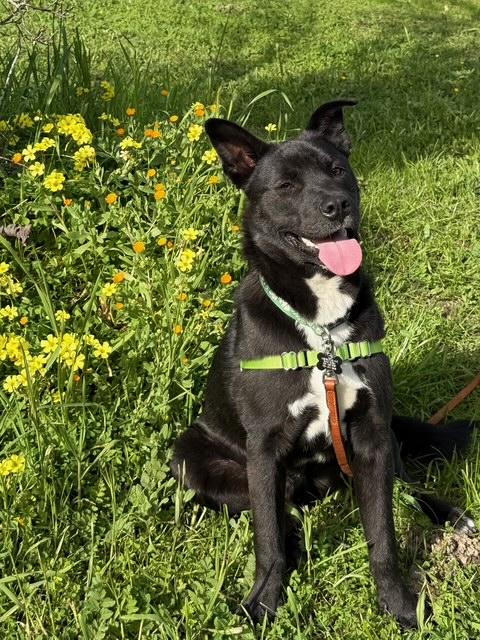 Fred, adoptable, Young Male Labrador Retriever.