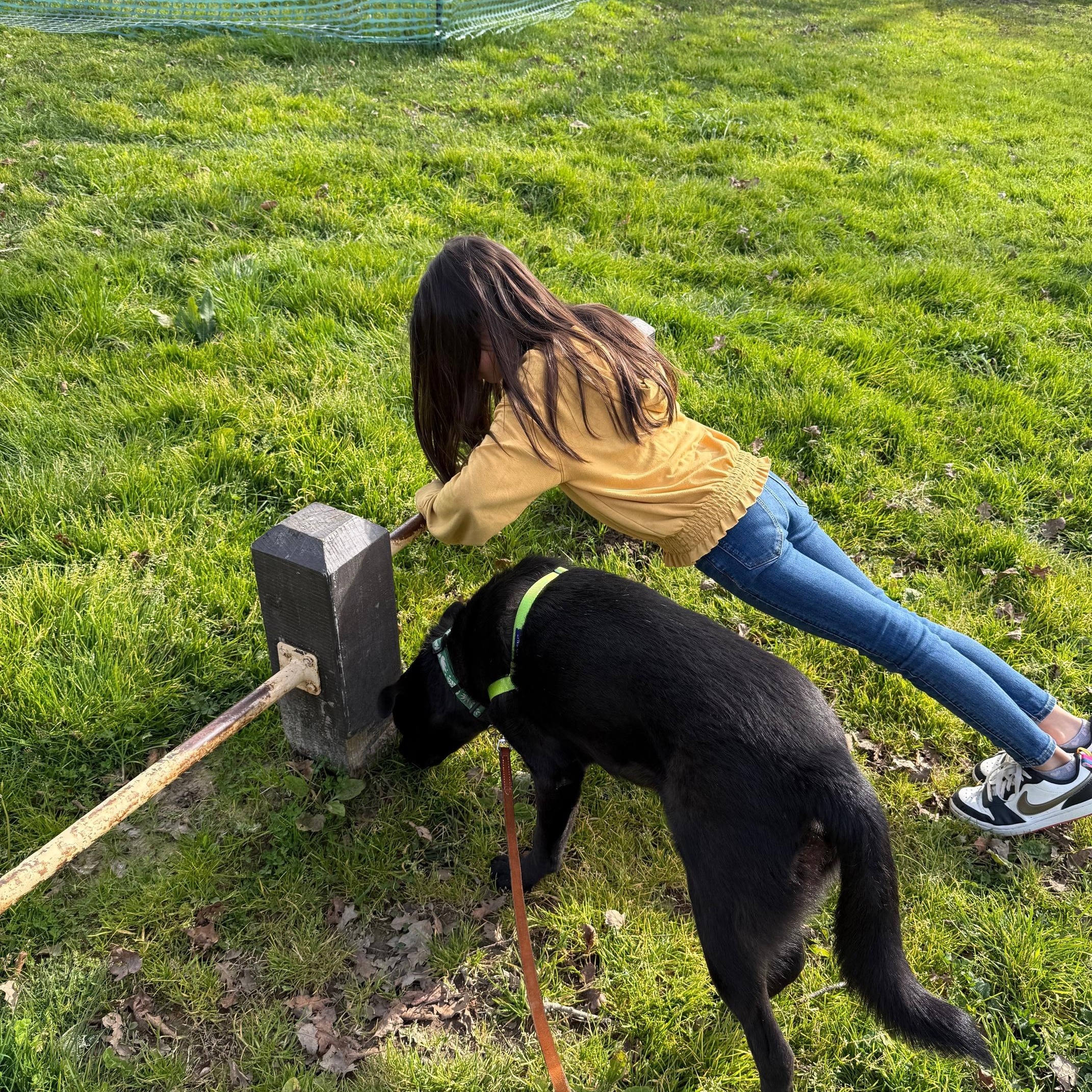 Enlarge Fred, an adoptable mixed breed in Santa Rosa, CA image 5/6