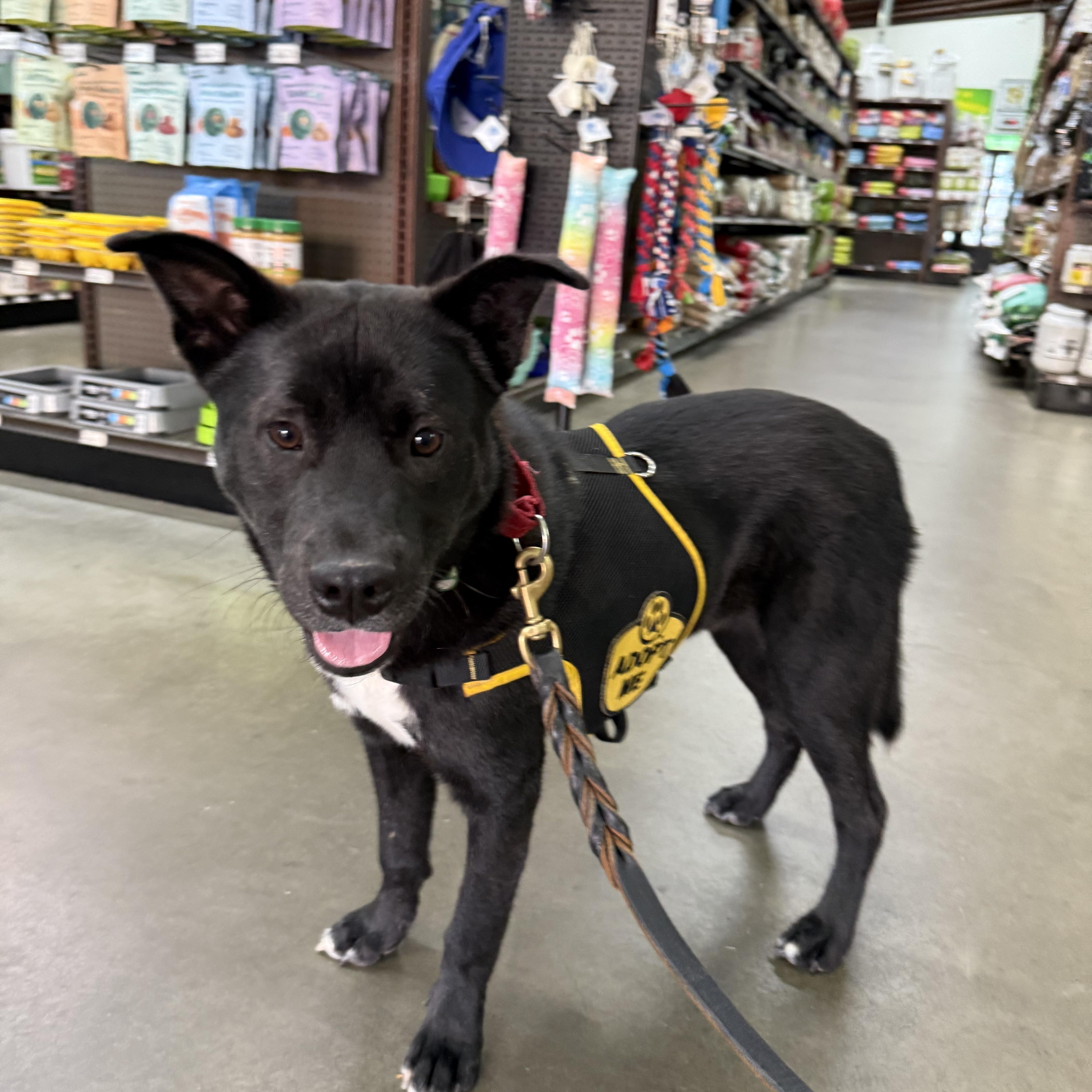 Fred, Adoptable, Young Male Labrador Retriever.