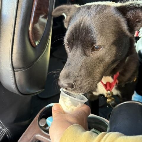 Enlarge Fred, an adoptable mixed breed in Santa Rosa, CA image 3/6