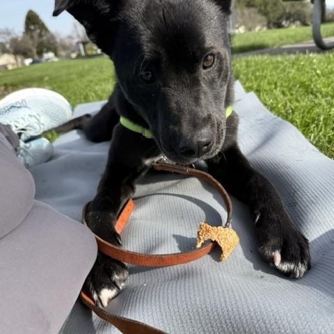 Enlarge Fred, an adoptable mixed breed in Santa Rosa, CA image 6/6