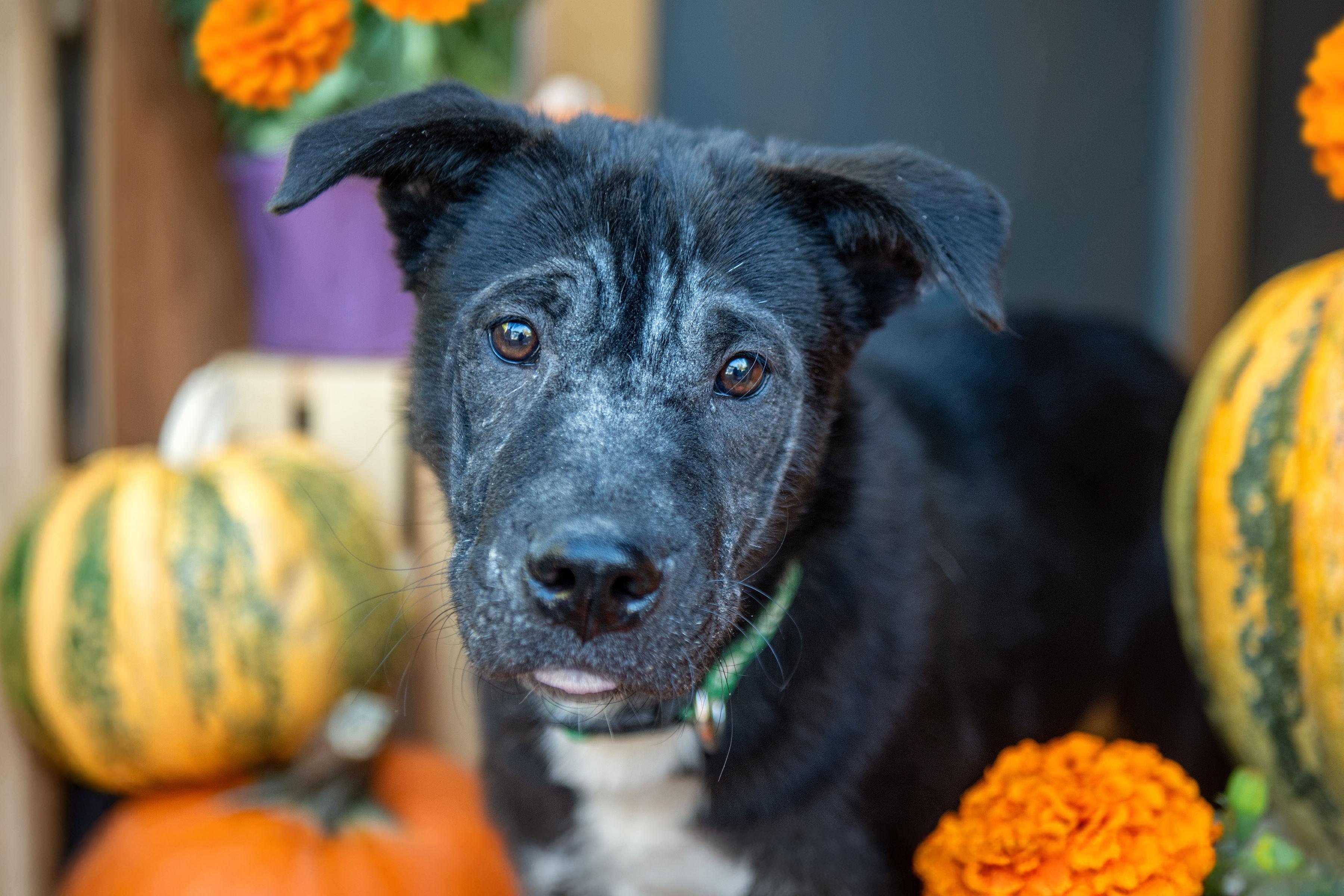 Fred, a Adoptable mixed breed in Santa Rosa, CA image 2/3