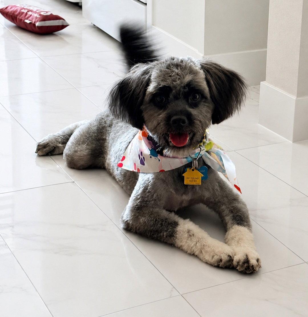 COURTESY POST Charlie, Adopted, Young Male Mixed Breed.