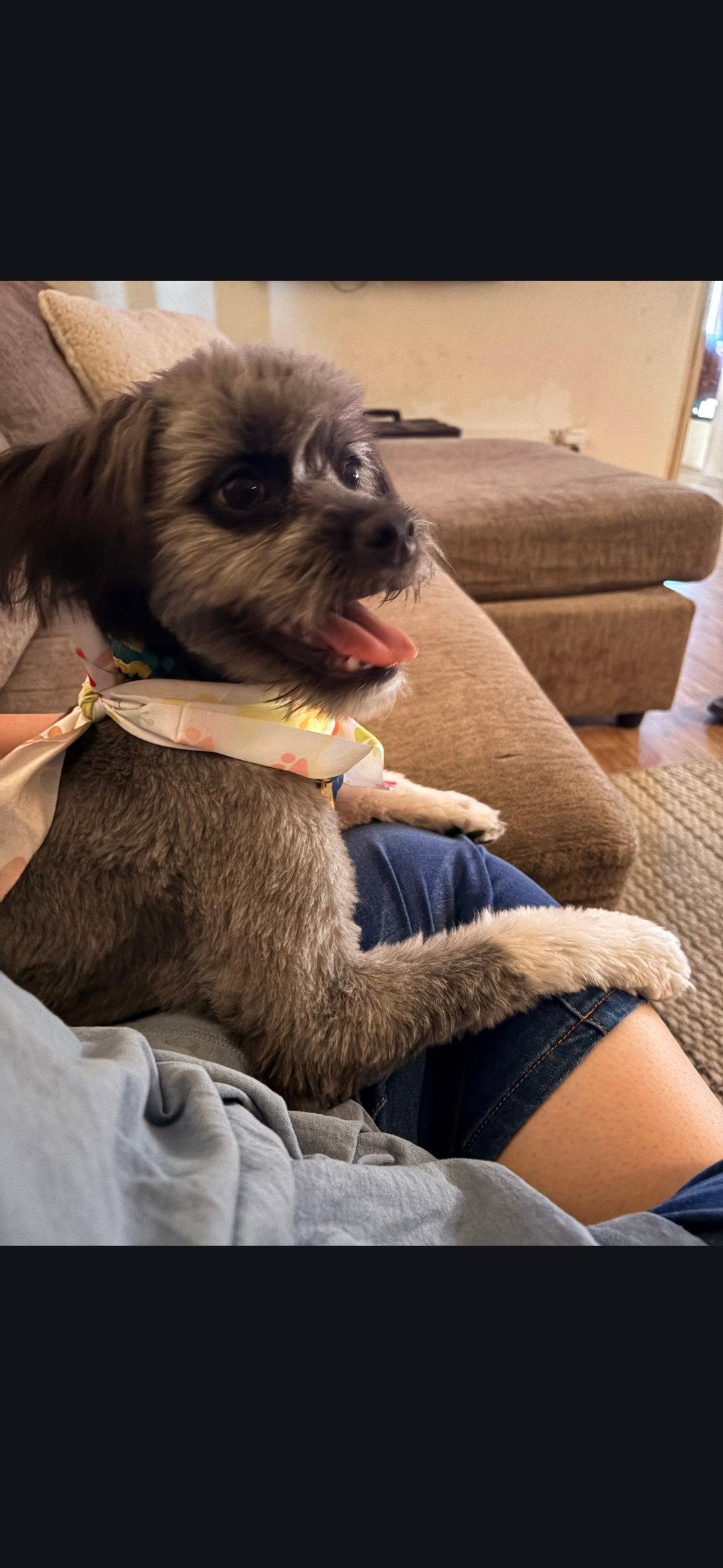Enlarge COURTESY POST Charlie, a Adopted Mixed Breed in Tucson, AZ image 2/3