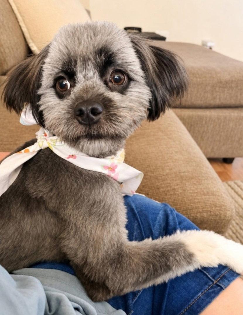 Enlarge COURTESY POST Charlie, a Adopted Mixed Breed in Tucson, AZ image 3/3