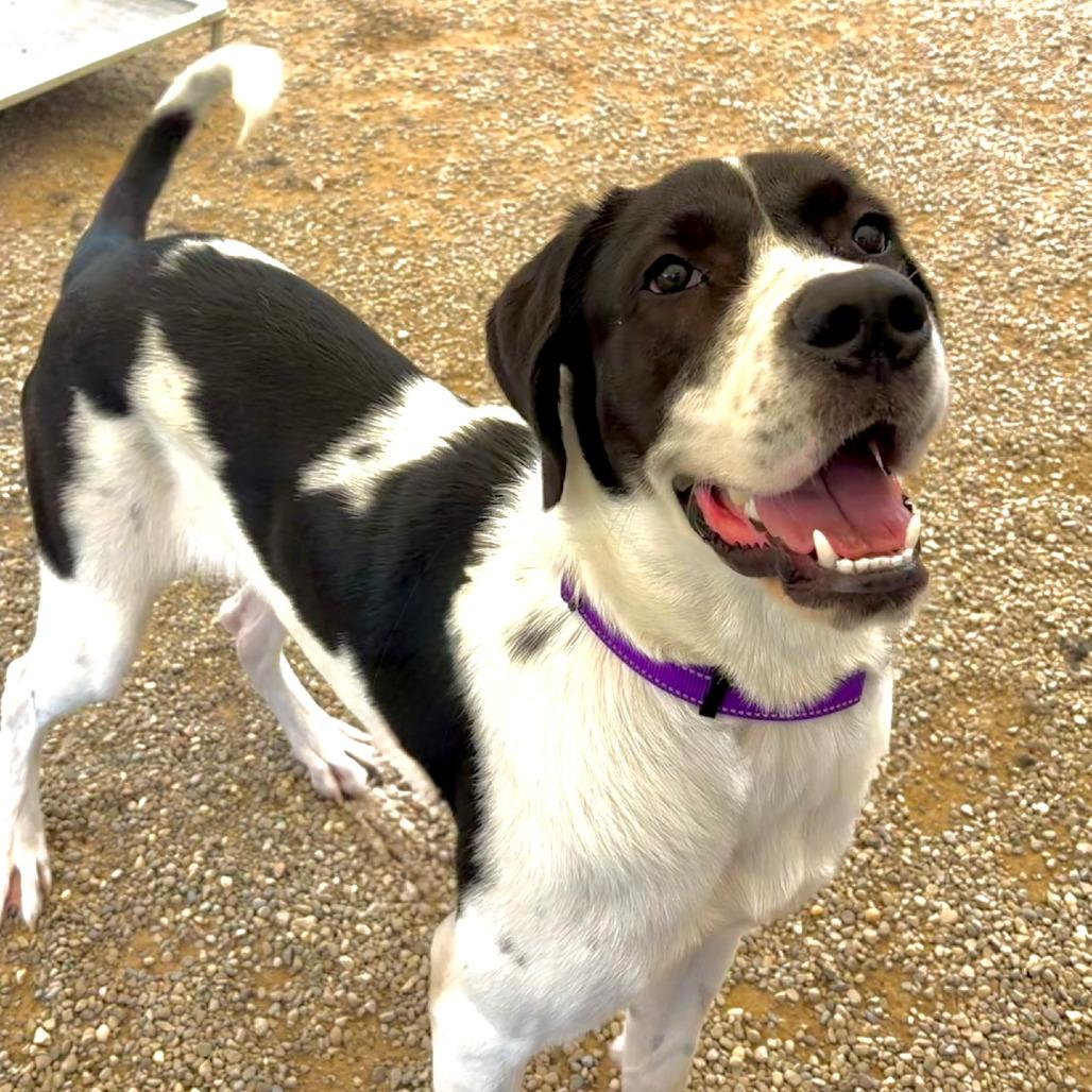 Enlarge Ruthie, a Adoptable mixed breed in Columbia Station, OH image 1/6