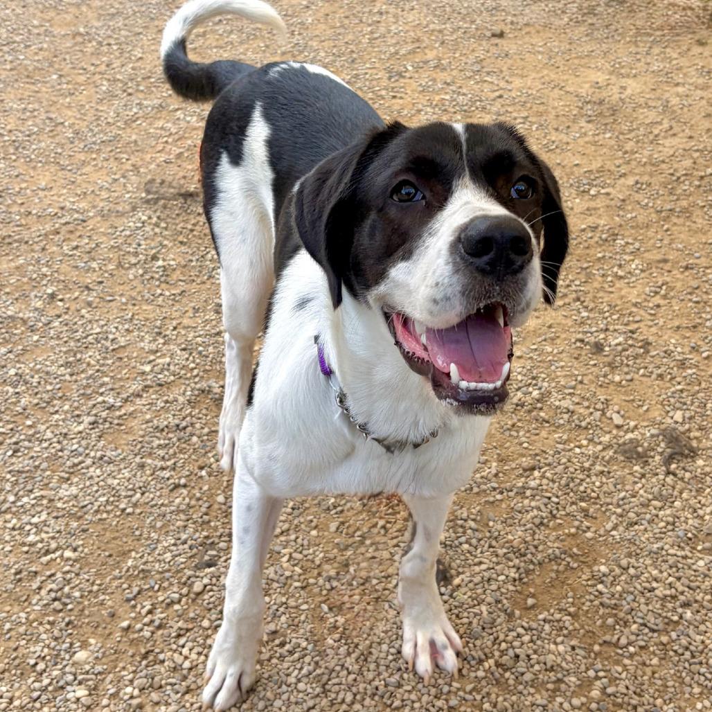 Enlarge Ruthie, a Adoptable mixed breed in Columbia Station, OH image 2/6