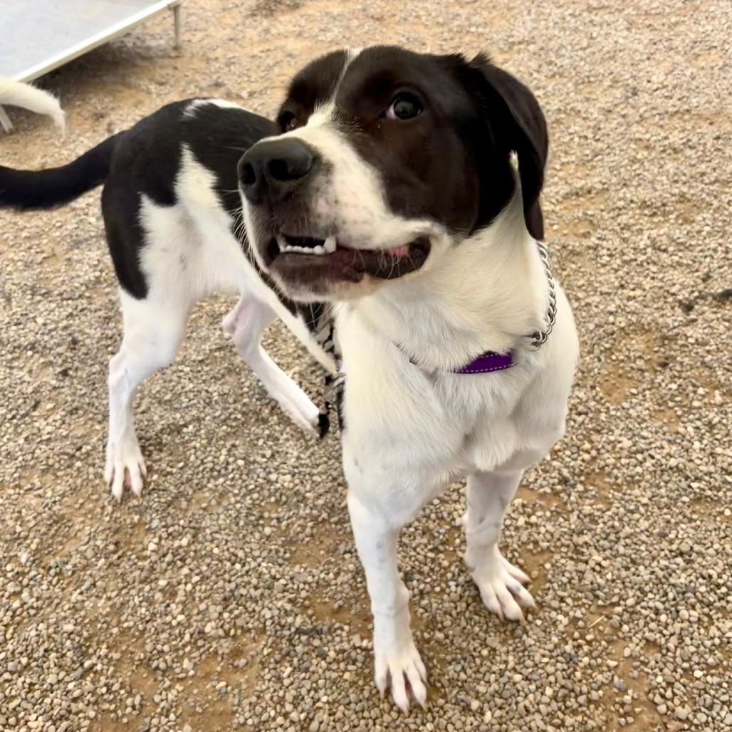 Enlarge Ruthie, a Adoptable mixed breed in Columbia Station, OH image 3/6