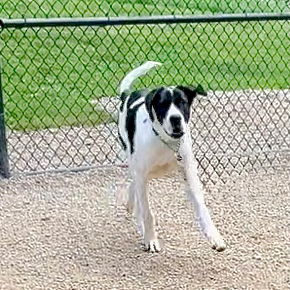 Enlarge Ruthie, a Adoptable mixed breed in Columbia Station, OH image 4/6