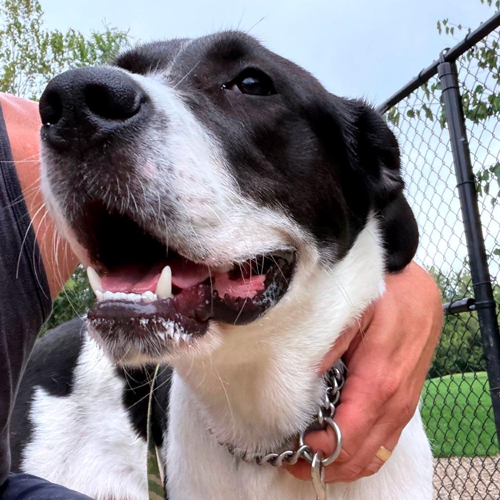 Enlarge Ruthie, a Adoptable mixed breed in Columbia Station, OH image 5/6
