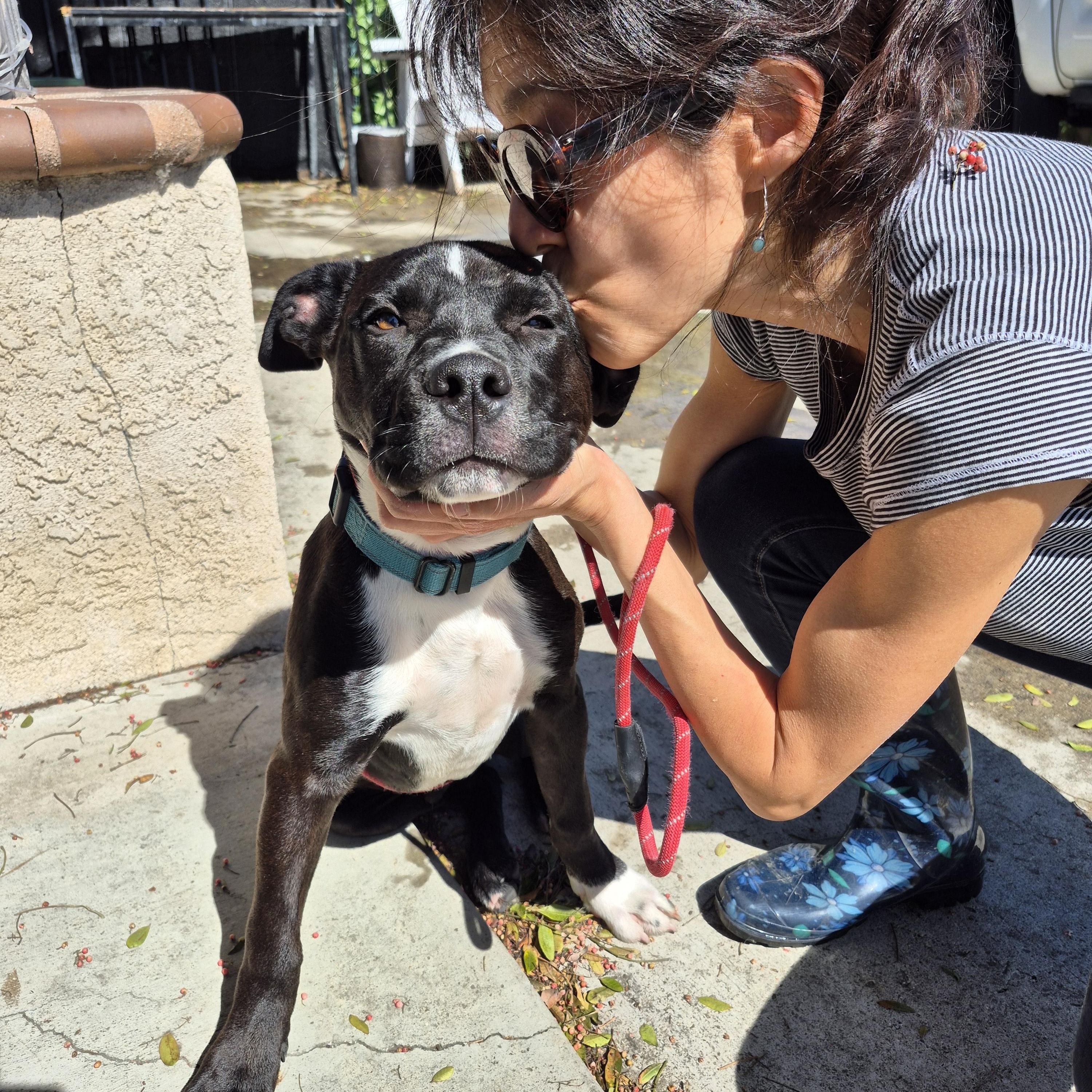 Enlarge My name is Luca!!, a Adoptable mixed breed in Manhattan Beach, CA image 2/6
