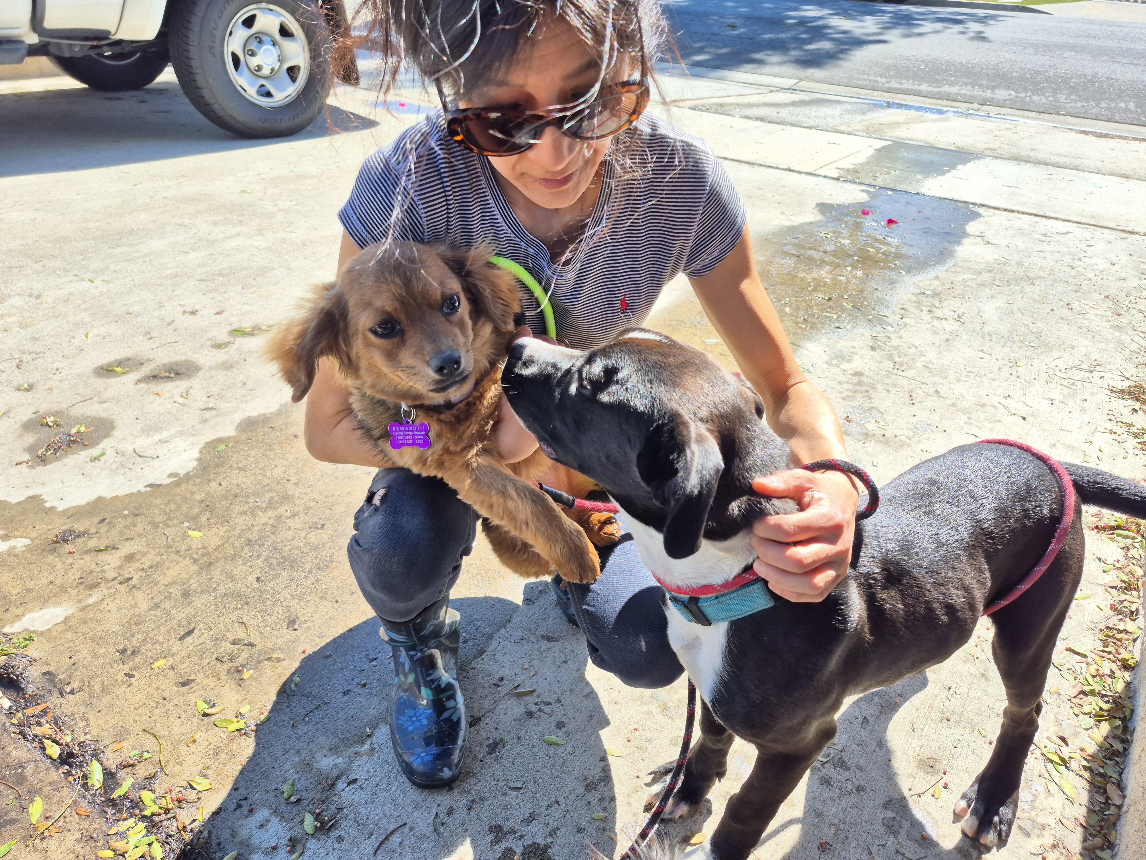 Enlarge My name is Luca!!, a Adoptable mixed breed in Manhattan Beach, CA image 5/6