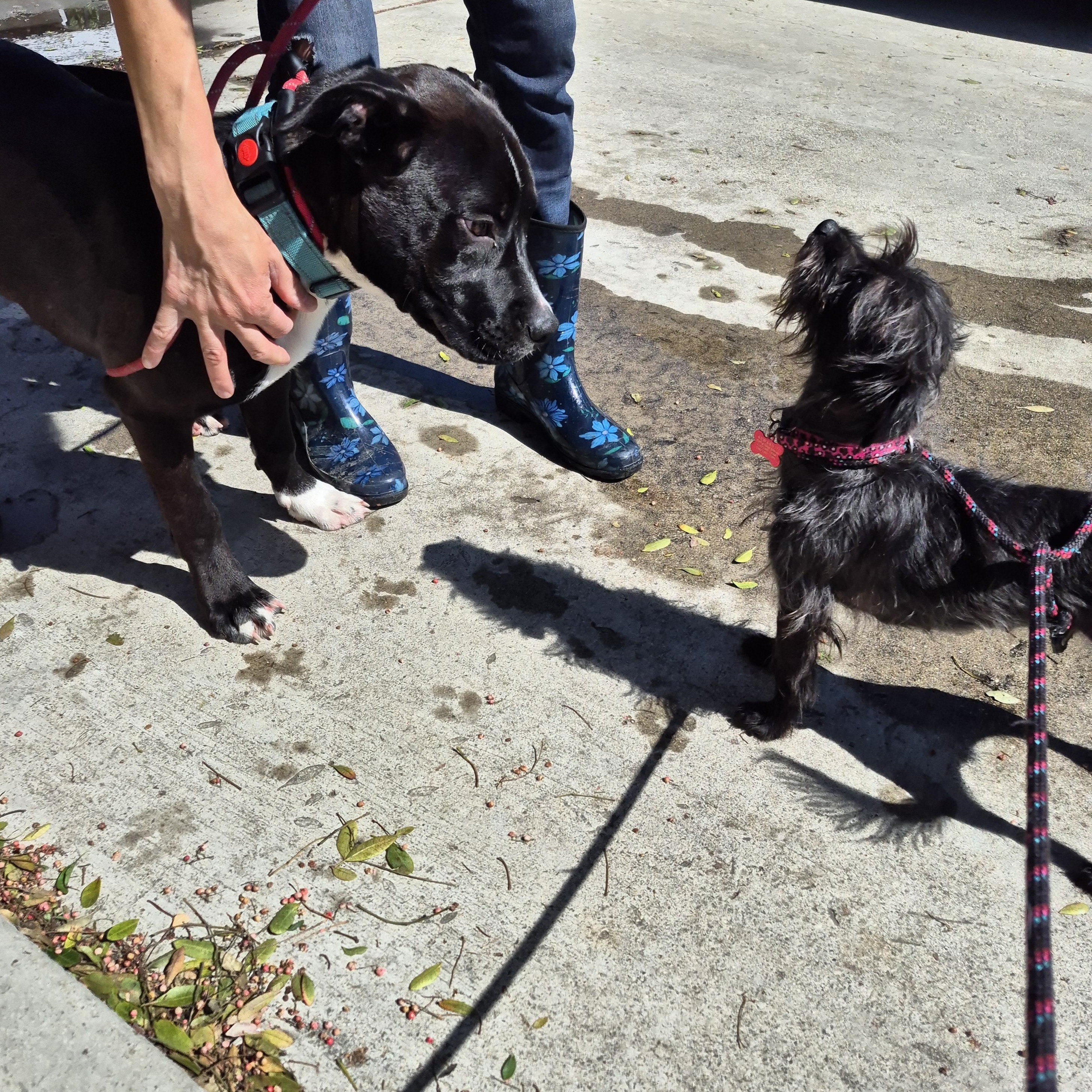 Enlarge My name is Luca!!, a Adoptable mixed breed in Manhattan Beach, CA image 4/6