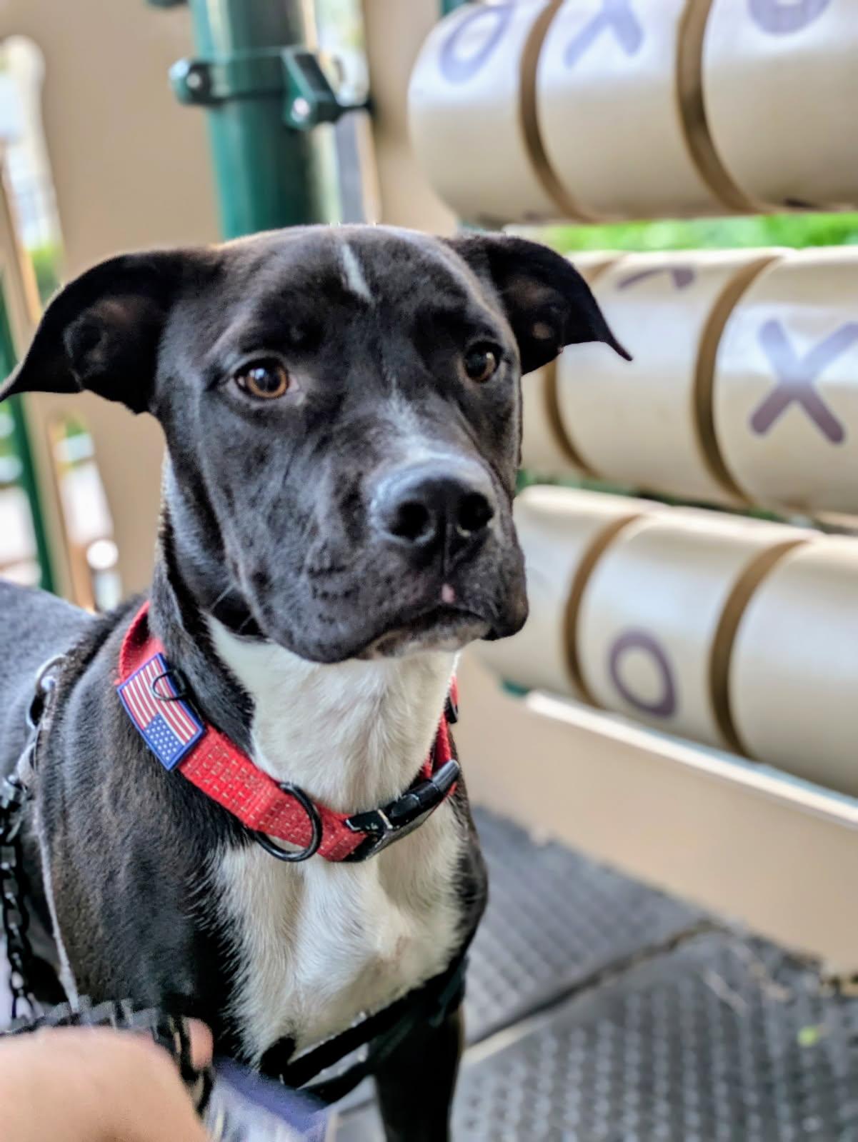 My name is Luca!!, Young Male Boxer