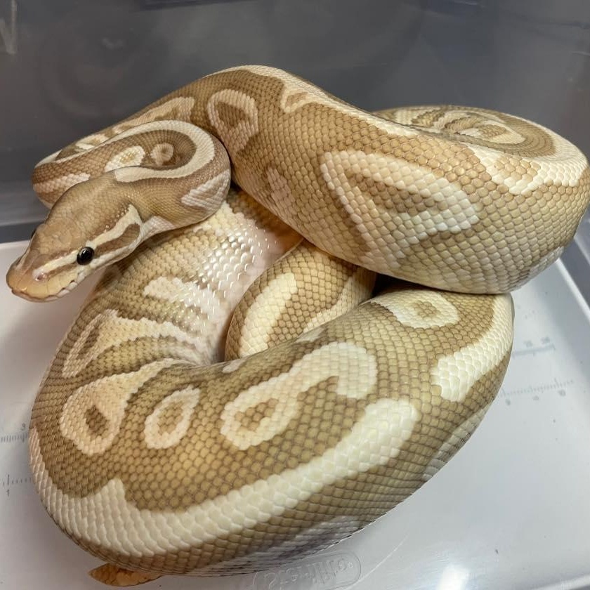 Enlarge Kent, an adopted Ball Python in Durham, NC image 1/1