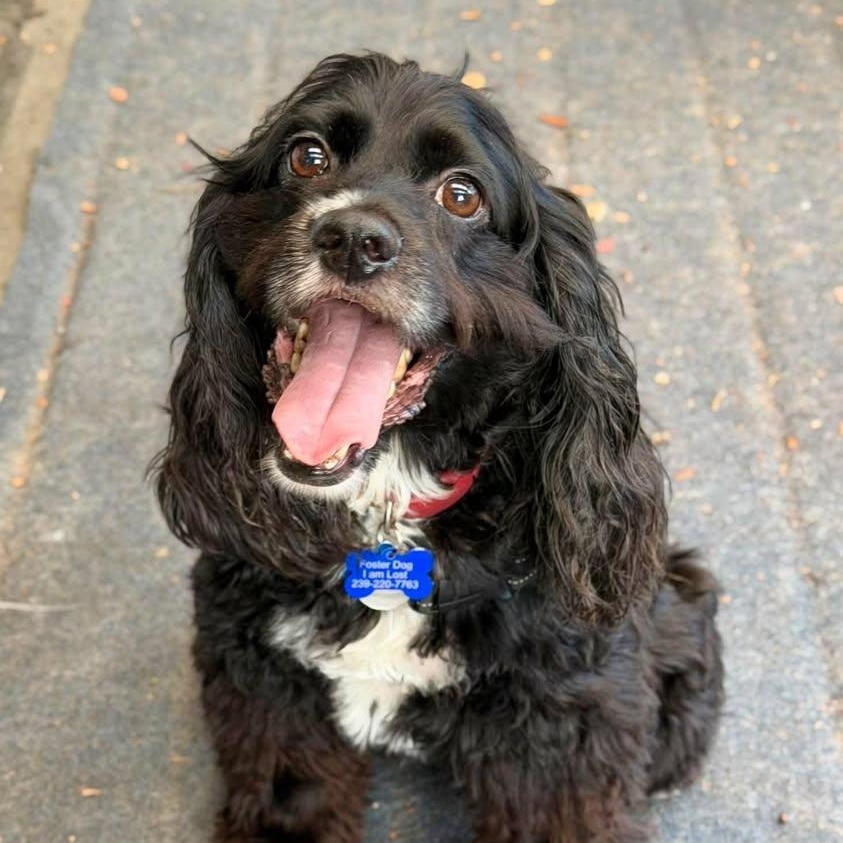 Koda — thumbnail 6