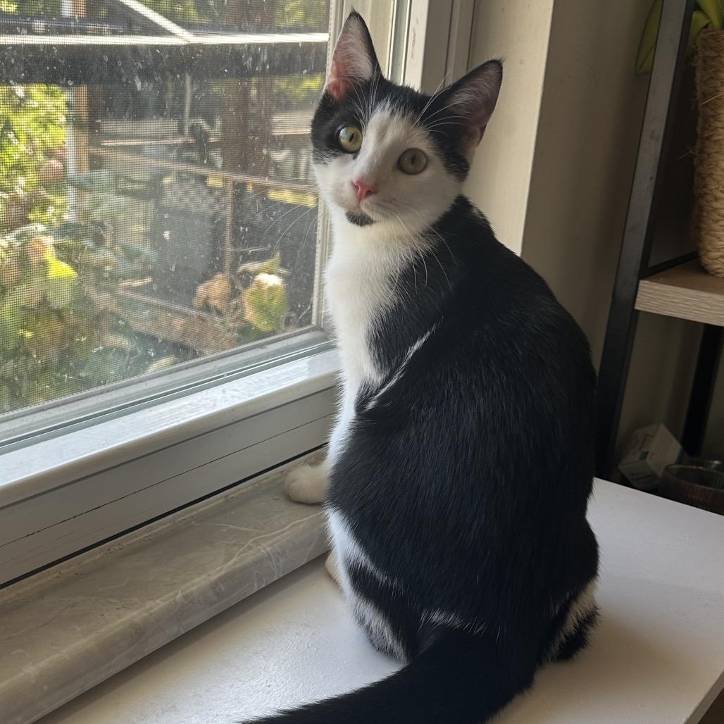 Enlarge Louise, a Adoptable Domestic Short Hair in Evansville, IN image 1/6