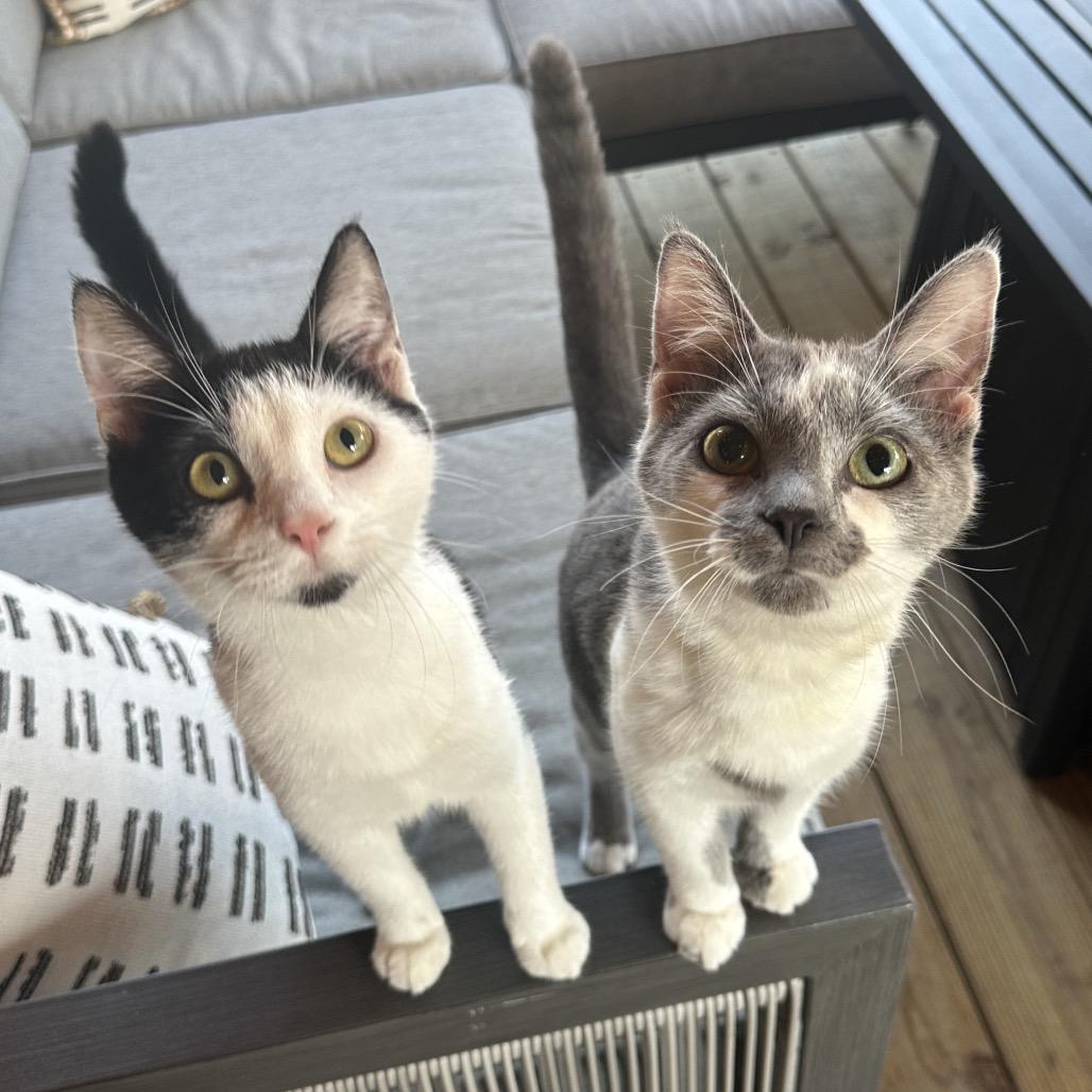 Enlarge Louise, a Adoptable Domestic Short Hair in Evansville, IN image 2/6