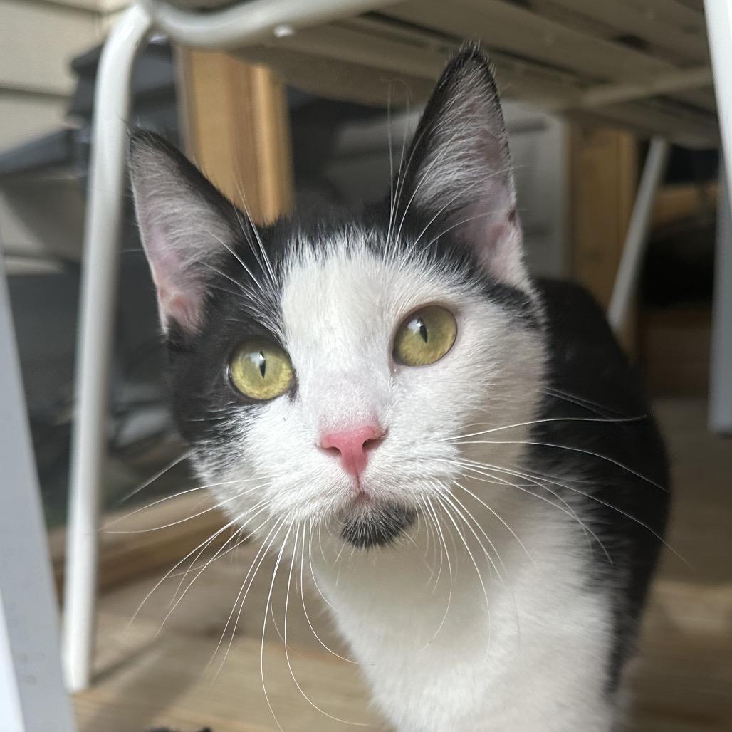 Enlarge Louise, a Adoptable Domestic Short Hair in Evansville, IN image 3/6