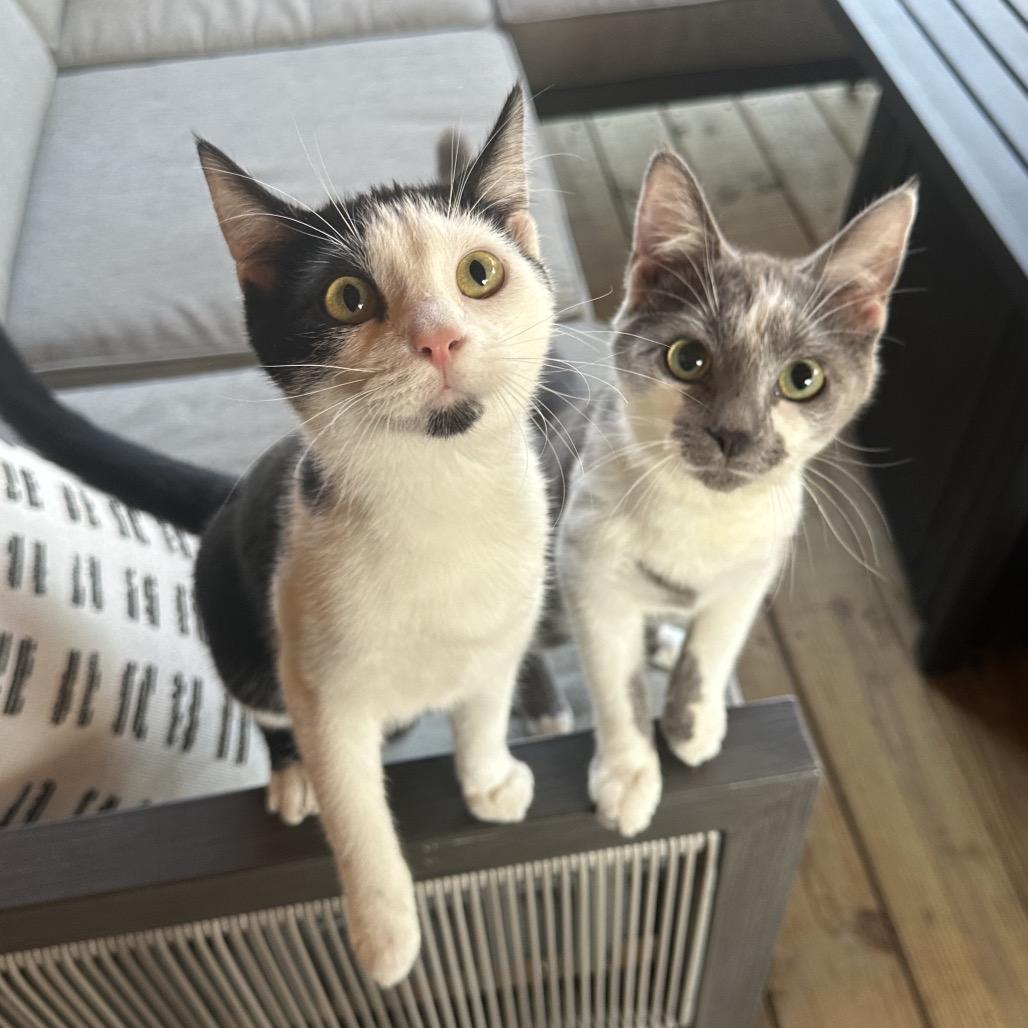 Enlarge Louise, a Adoptable Domestic Short Hair in Evansville, IN image 4/6