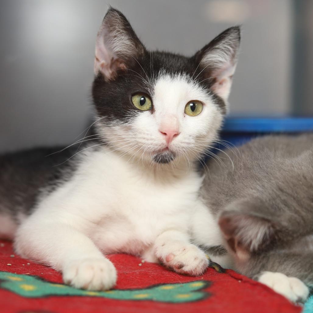 Enlarge Louise, a Adoptable Domestic Short Hair in Evansville, IN image 5/6