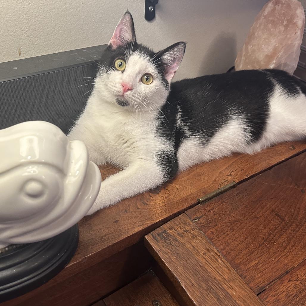 Enlarge Louise, a Adoptable Domestic Short Hair in Evansville, IN image 6/6