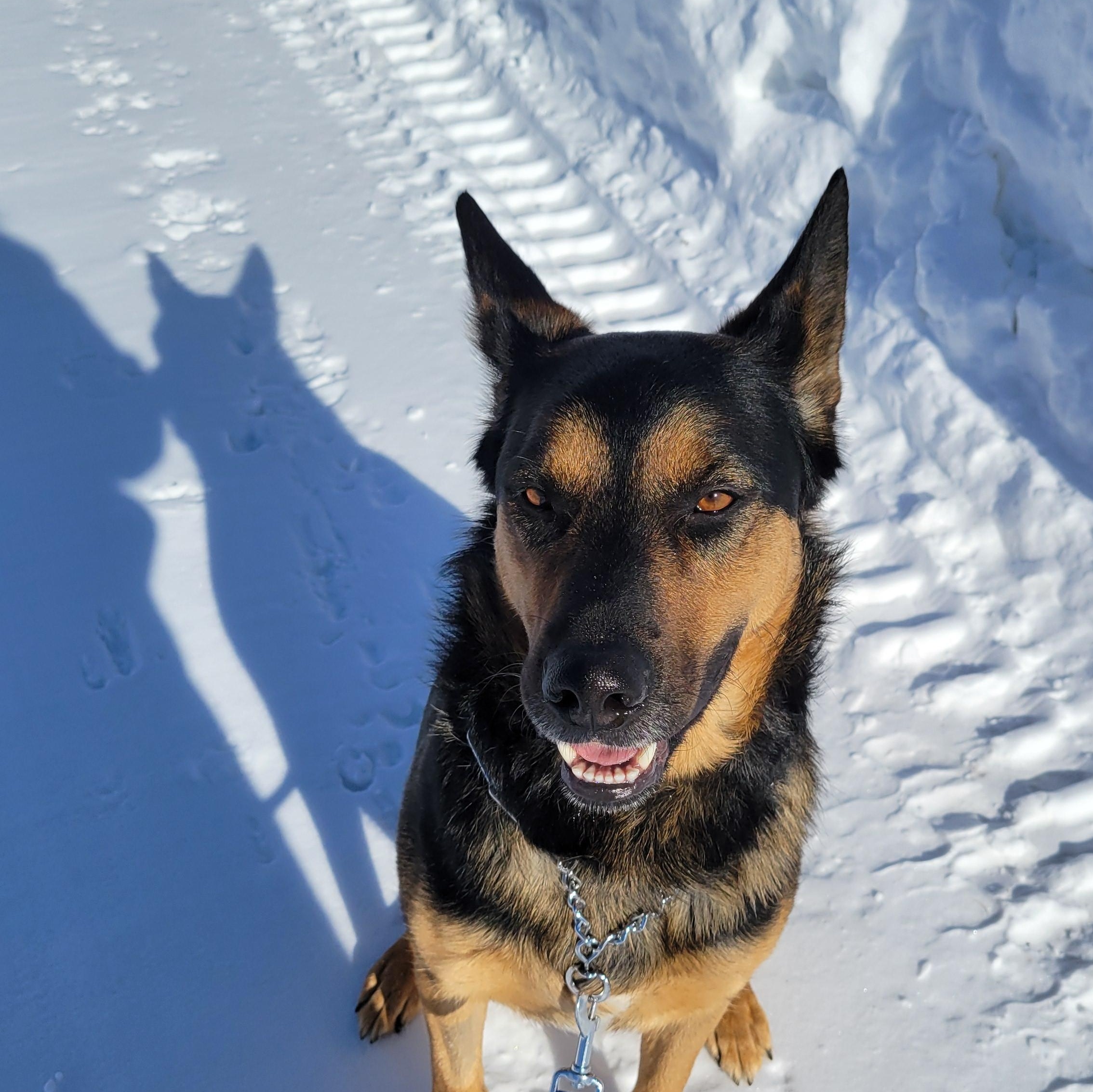 Enlarge WILLOW, a Adoptable mixed breed in High Level, AB image 6/6