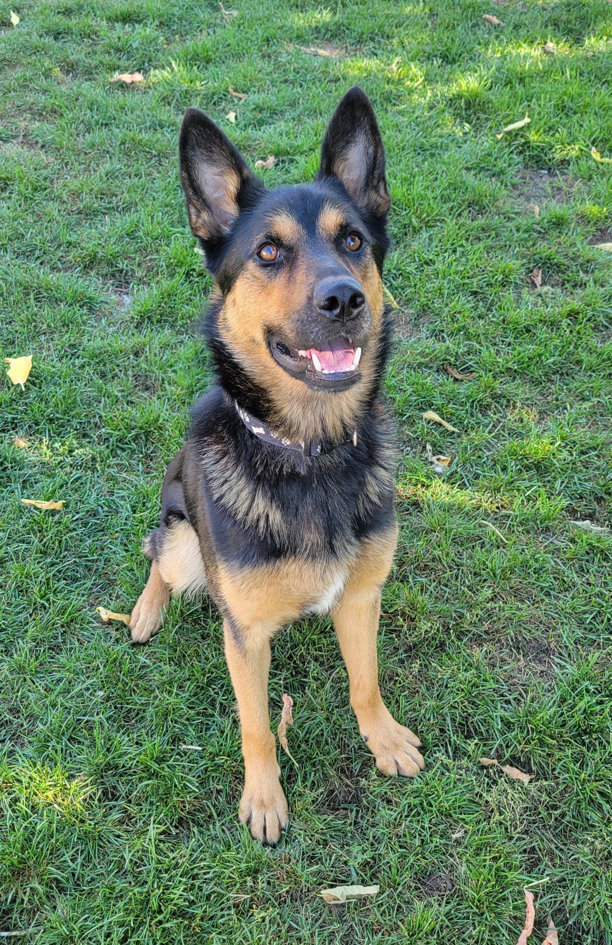 Enlarge WILLOW, a Adoptable mixed breed in High Level, AB image 3/4