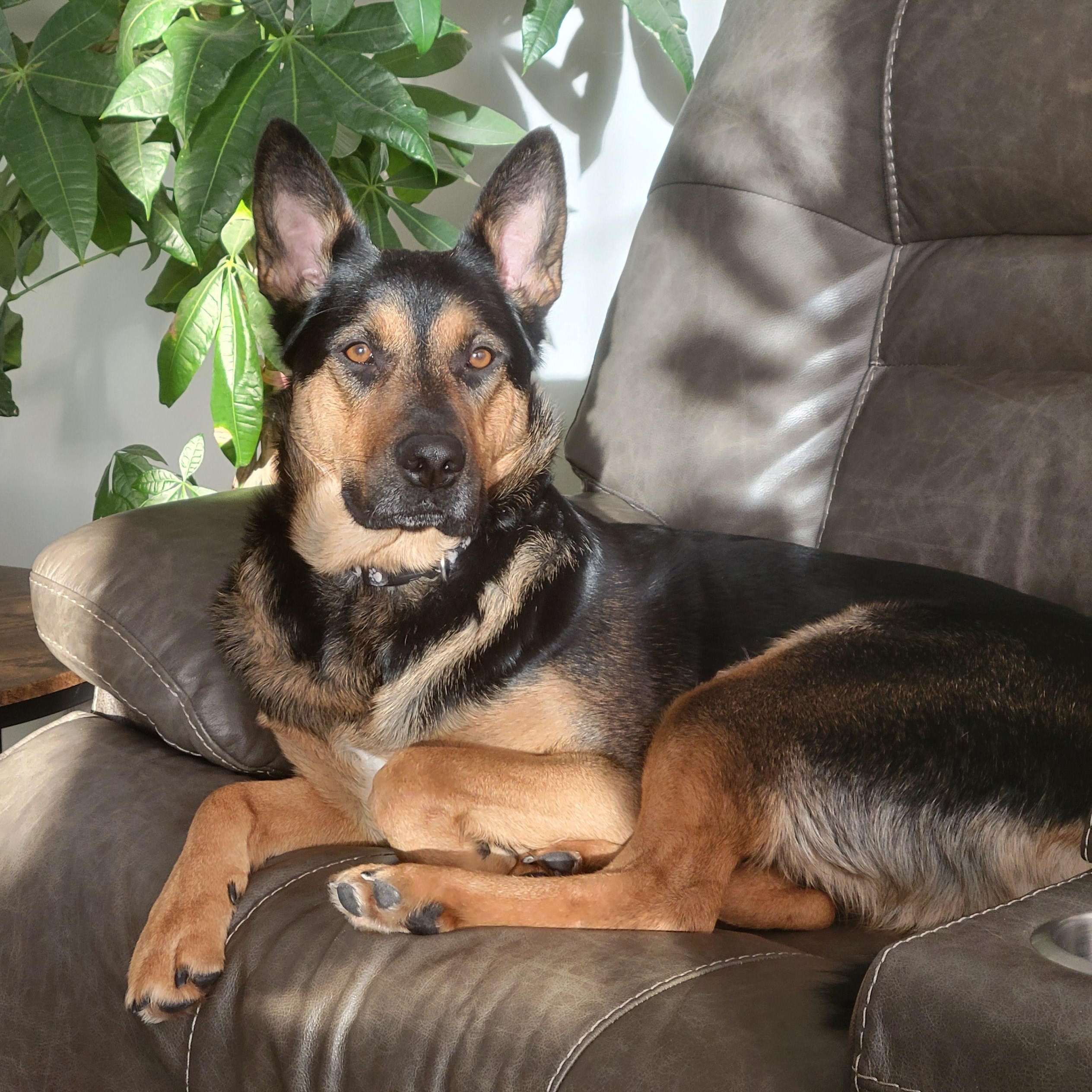 WILLOW, Adoptable, Young Female German Shepherd Dog.