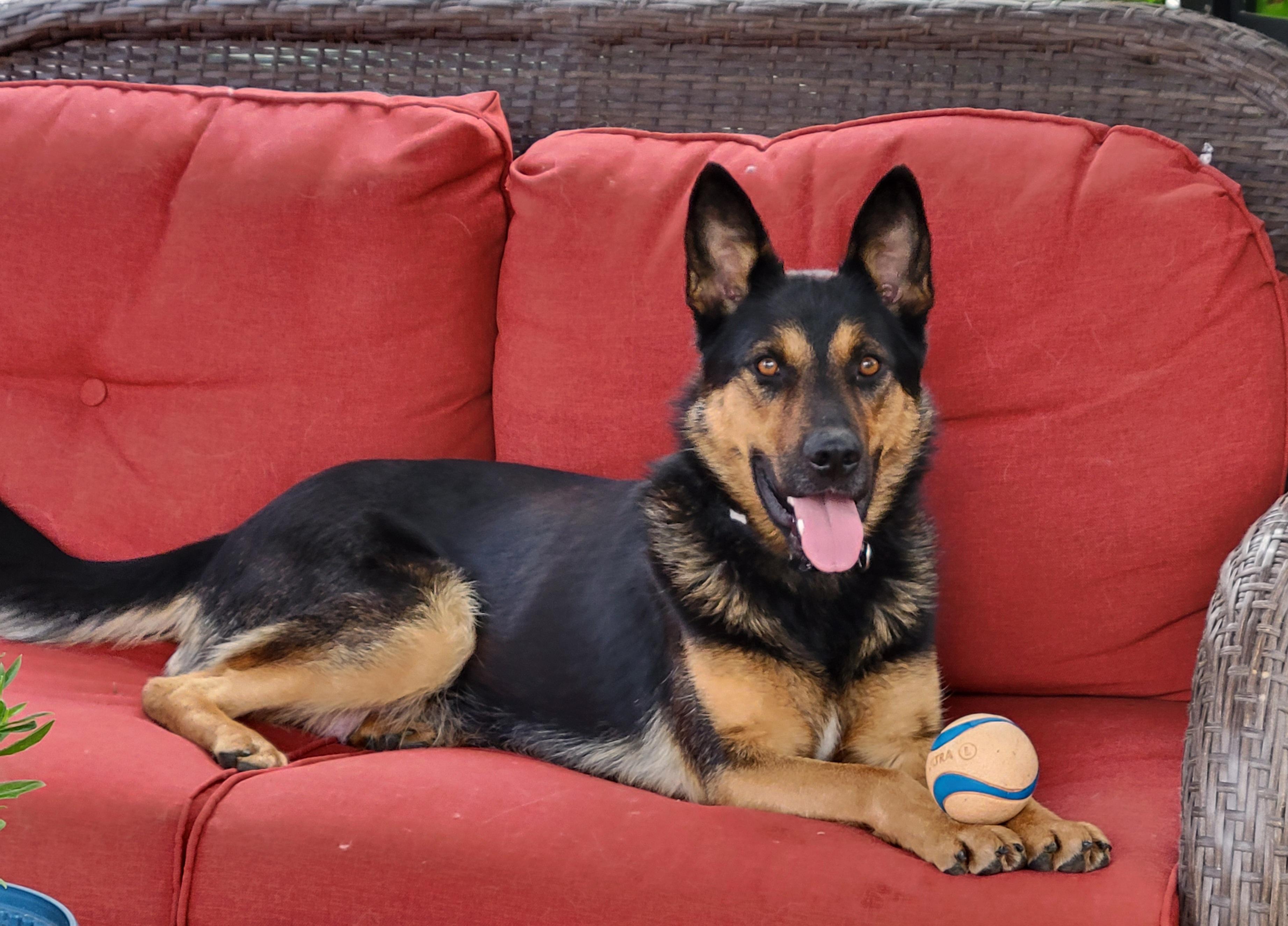 WILLOW, Adoptable, Young Female German Shepherd Dog.