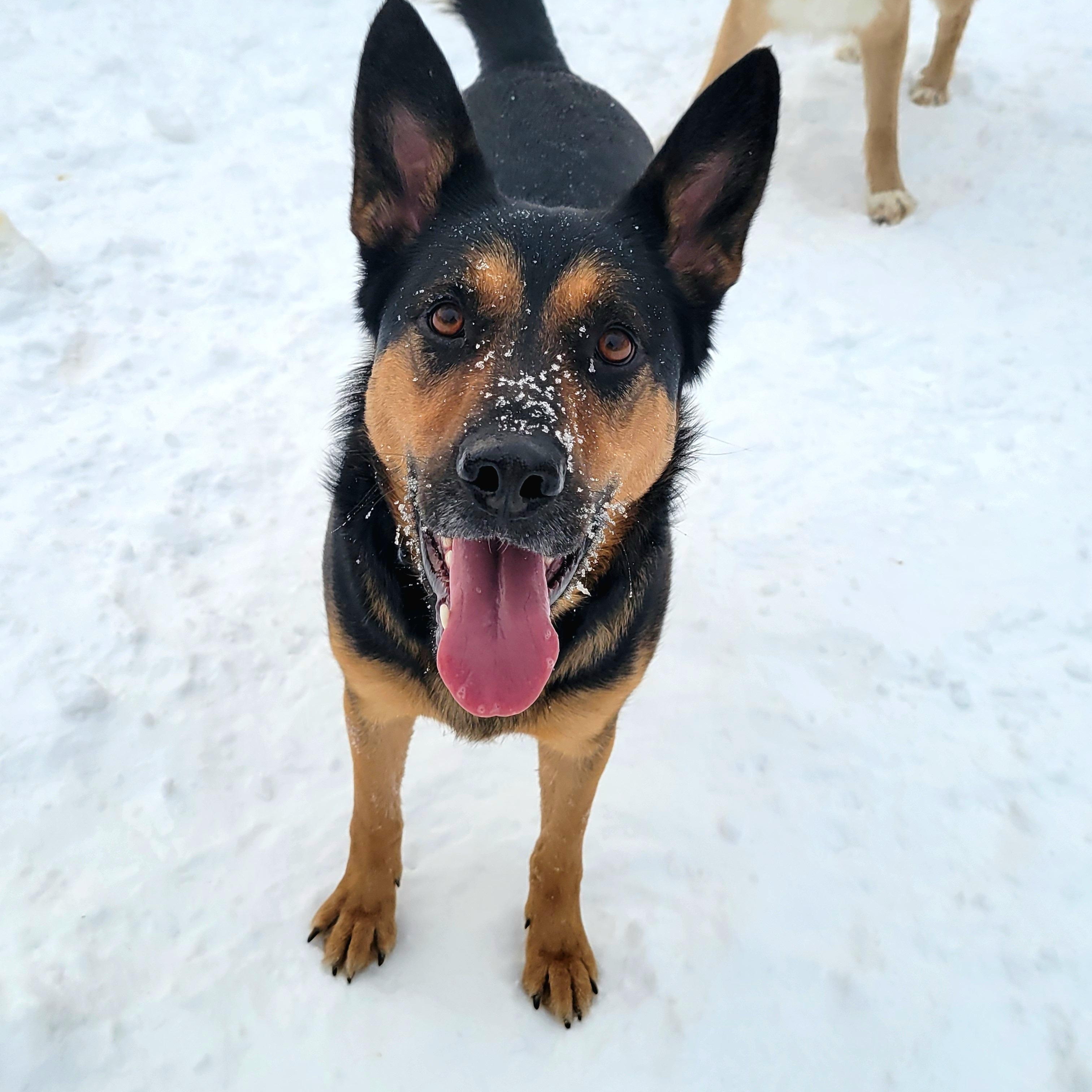 Enlarge WILLOW, a Adoptable mixed breed in High Level, AB image 1/6