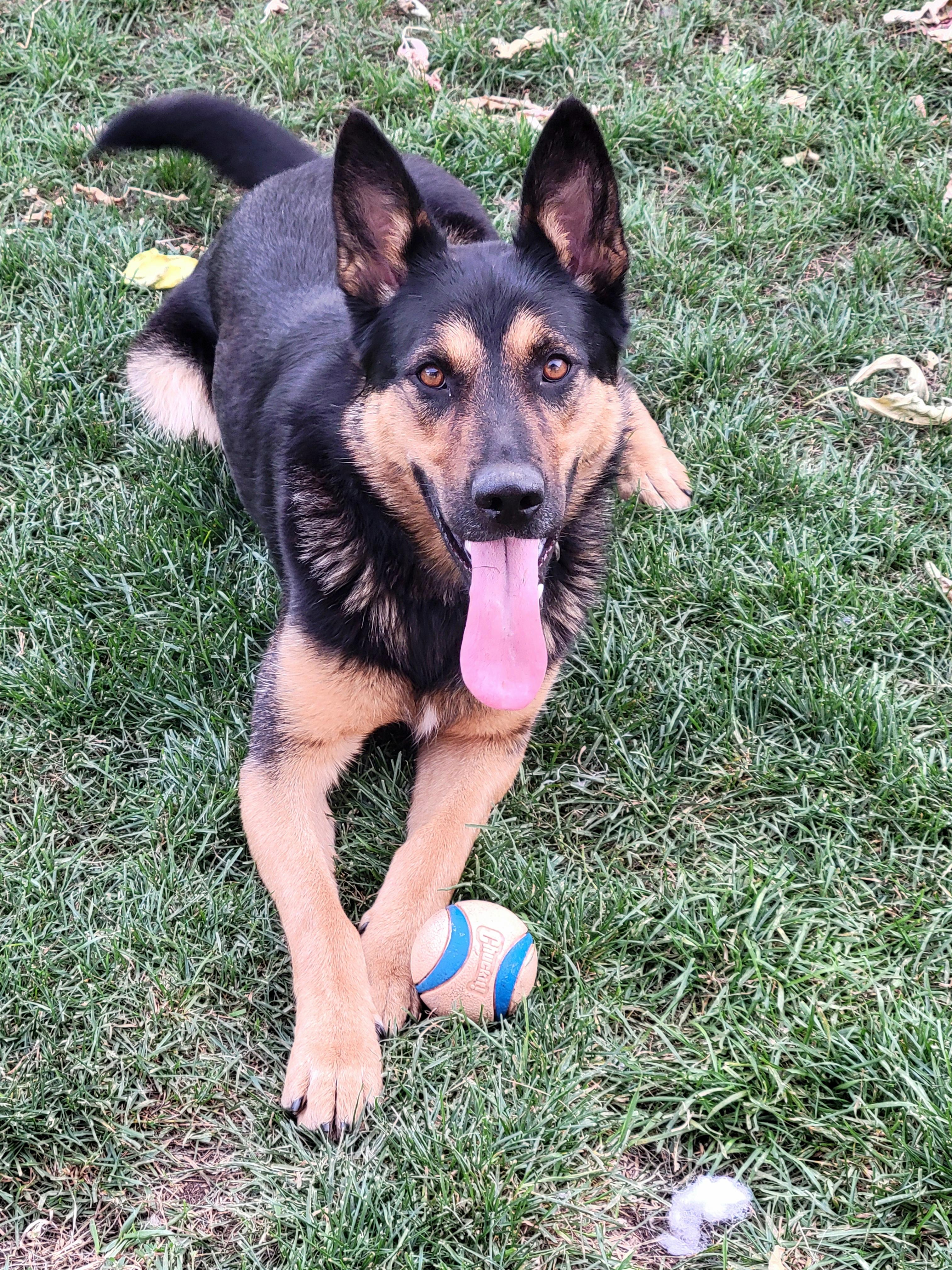 Enlarge WILLOW, a Adoptable mixed breed in High Level, AB image 4/4