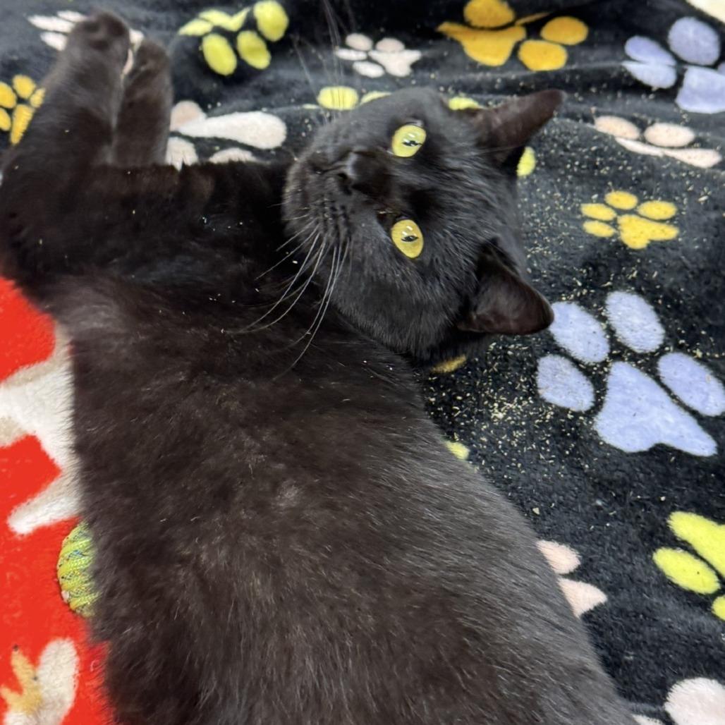 Enlarge Corbin, a Adoptable Domestic Short Hair in Mebane, NC image 1/4