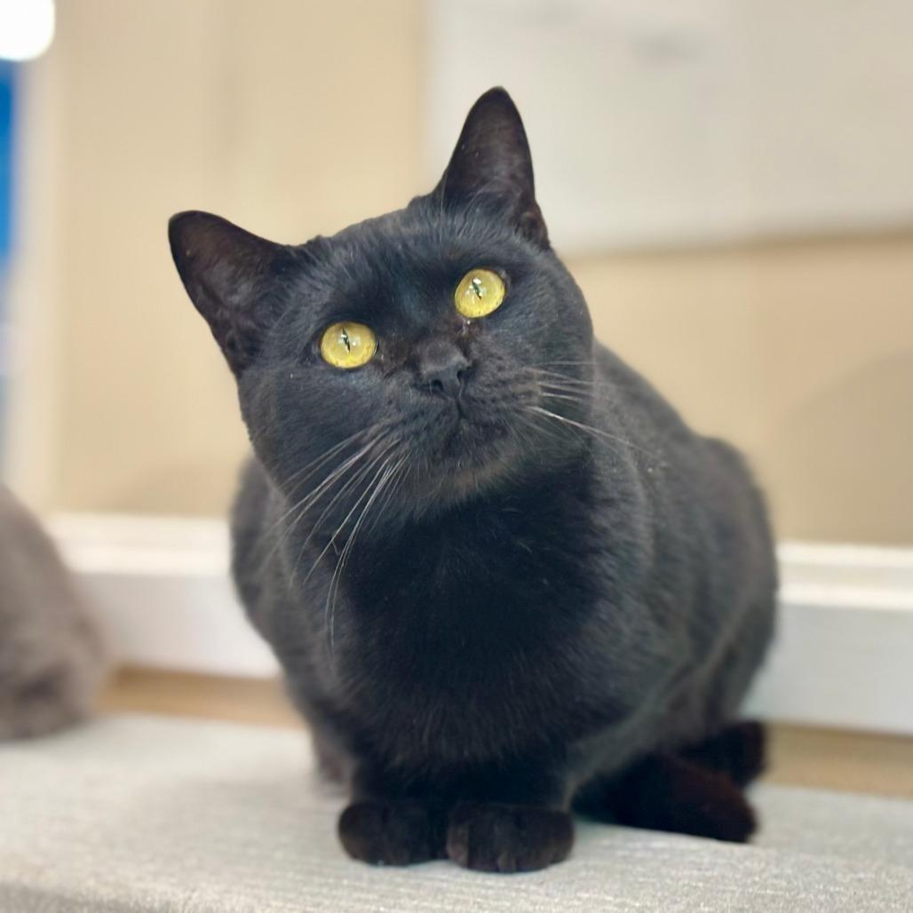 Enlarge Corbin, a Adoptable Domestic Short Hair in Mebane, NC image 2/4