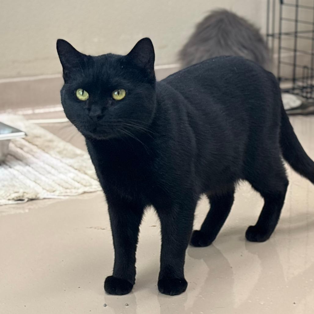 Enlarge Corbin, a Adoptable Domestic Short Hair in Mebane, NC image 3/4