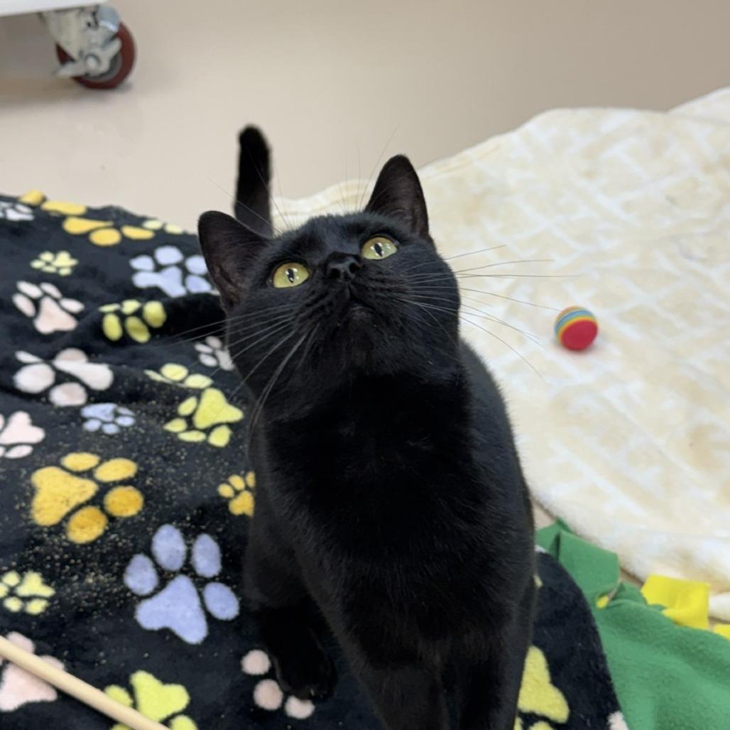 Enlarge Corbin, a Adoptable Domestic Short Hair in Mebane, NC image 4/4