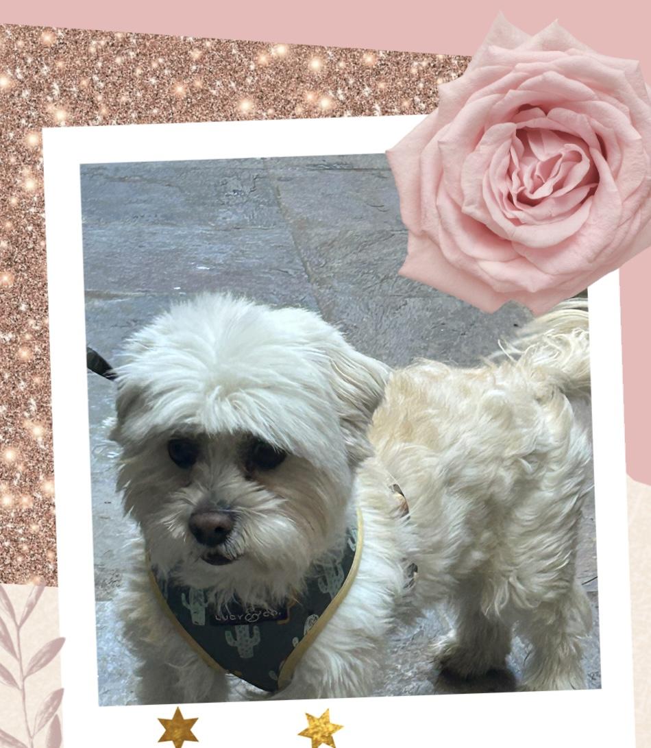 Alfie, a ADOPTABLE mixed breed in Santa Ana, CA image 2/3