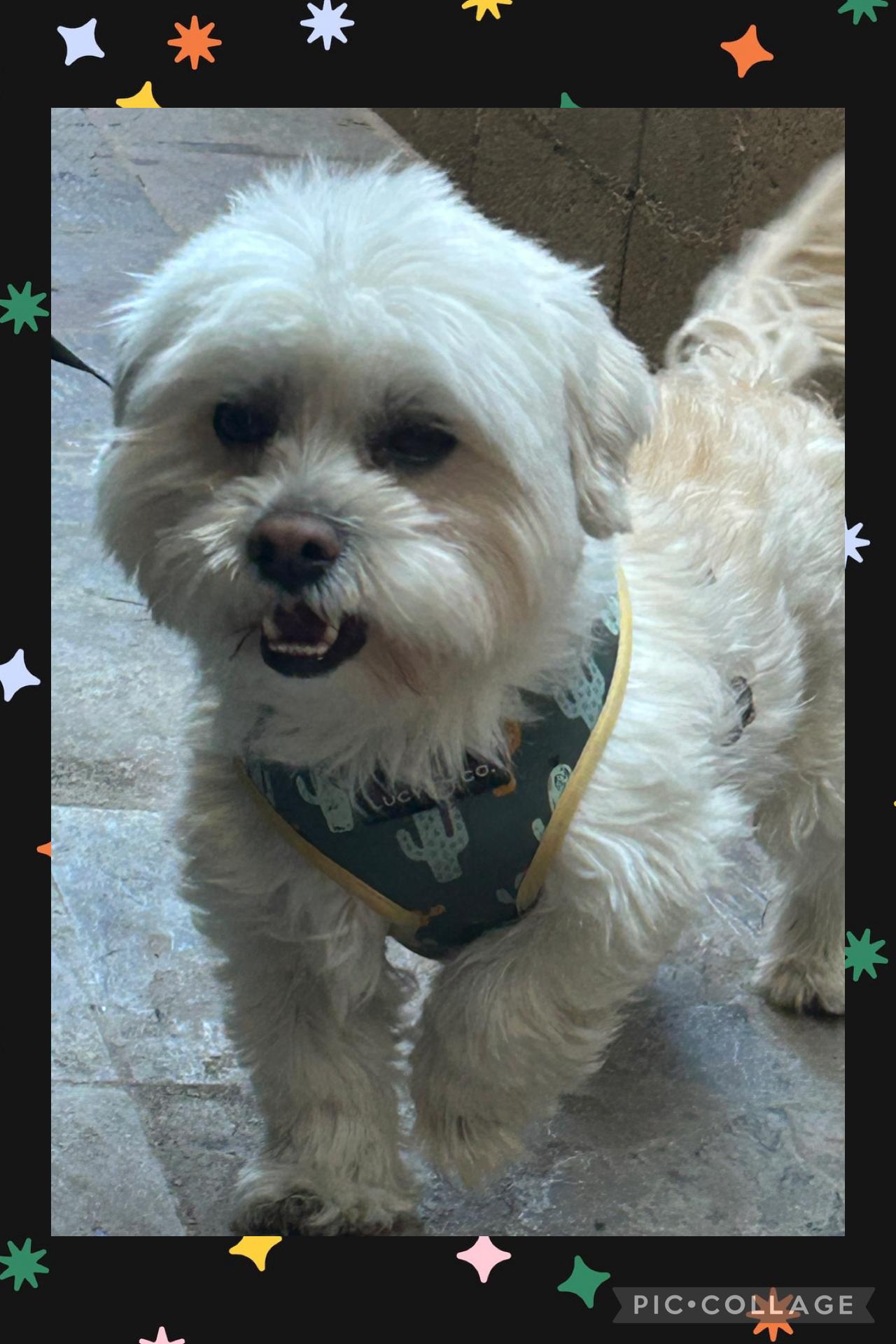 Alfie, ADOPTABLE, Young Male Affenpinscher & Lhasa Apso.