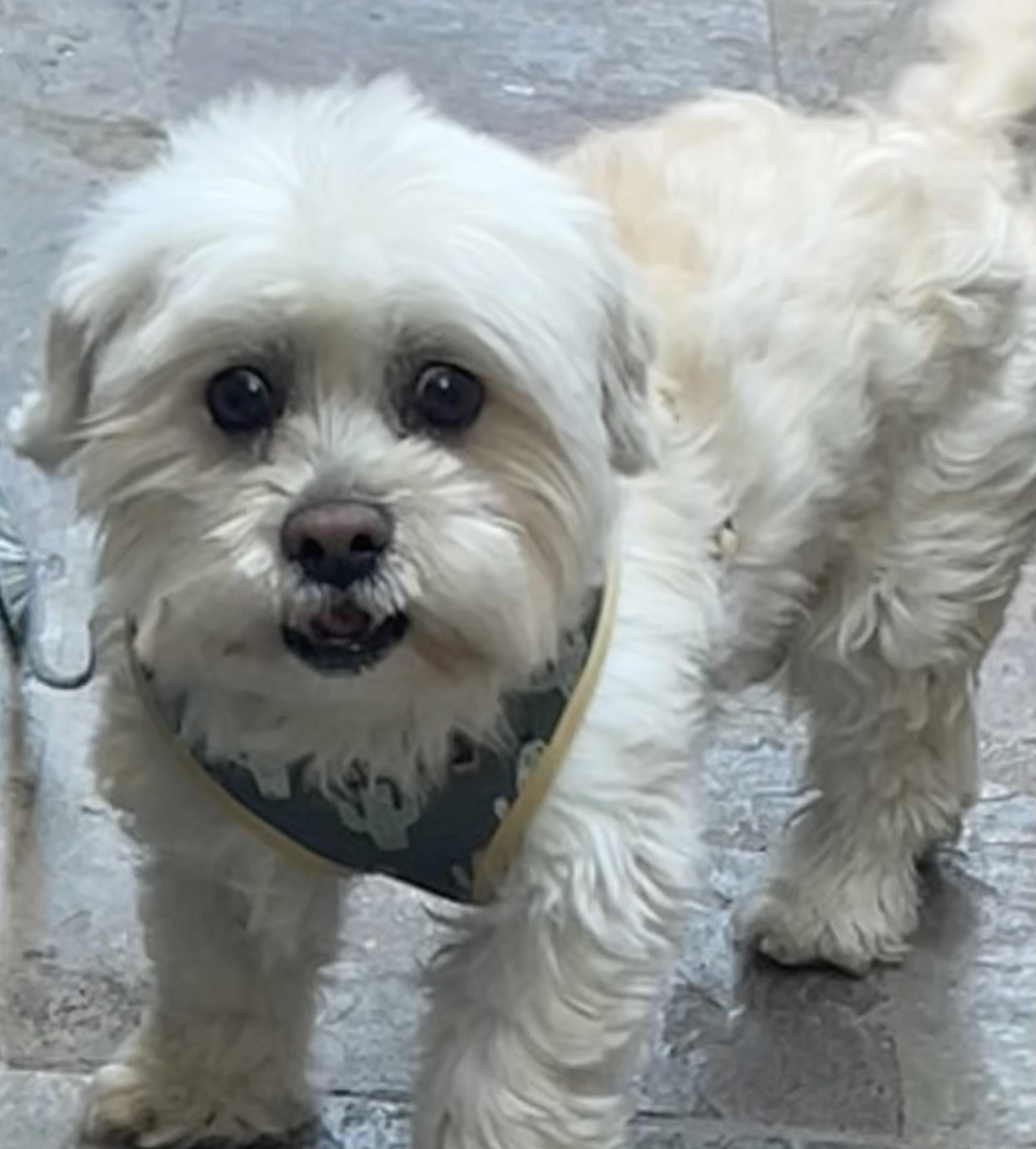 Alfie, a ADOPTABLE mixed breed in Santa Ana, CA image 3/3