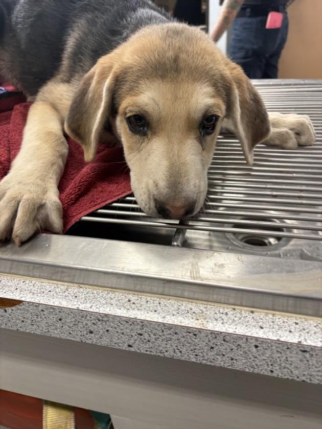 A211787, Adoptable, Adult Male German Shepherd Dog.