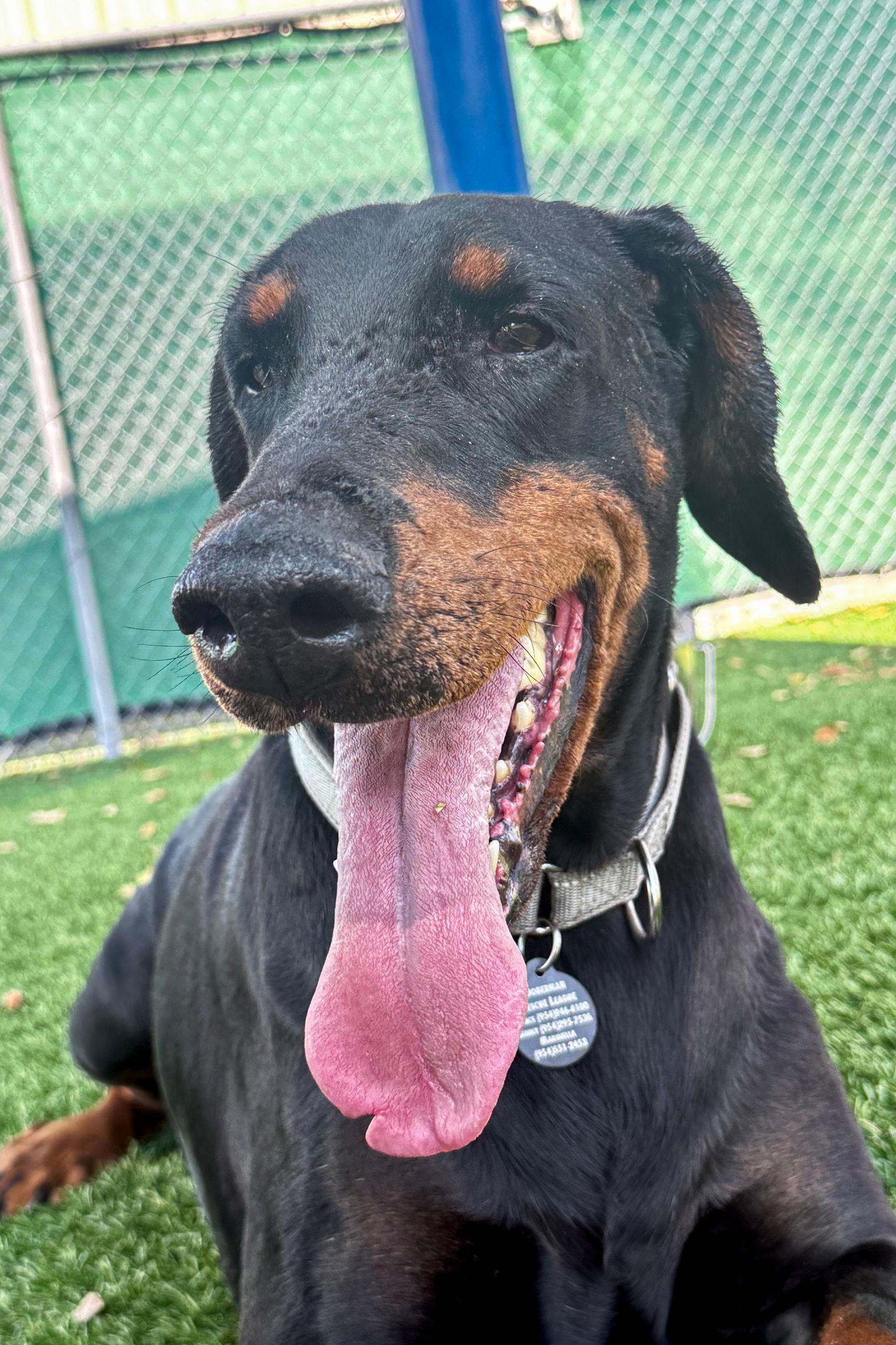 Kim 3527, Adoptable, Young Female Doberman Pinscher.