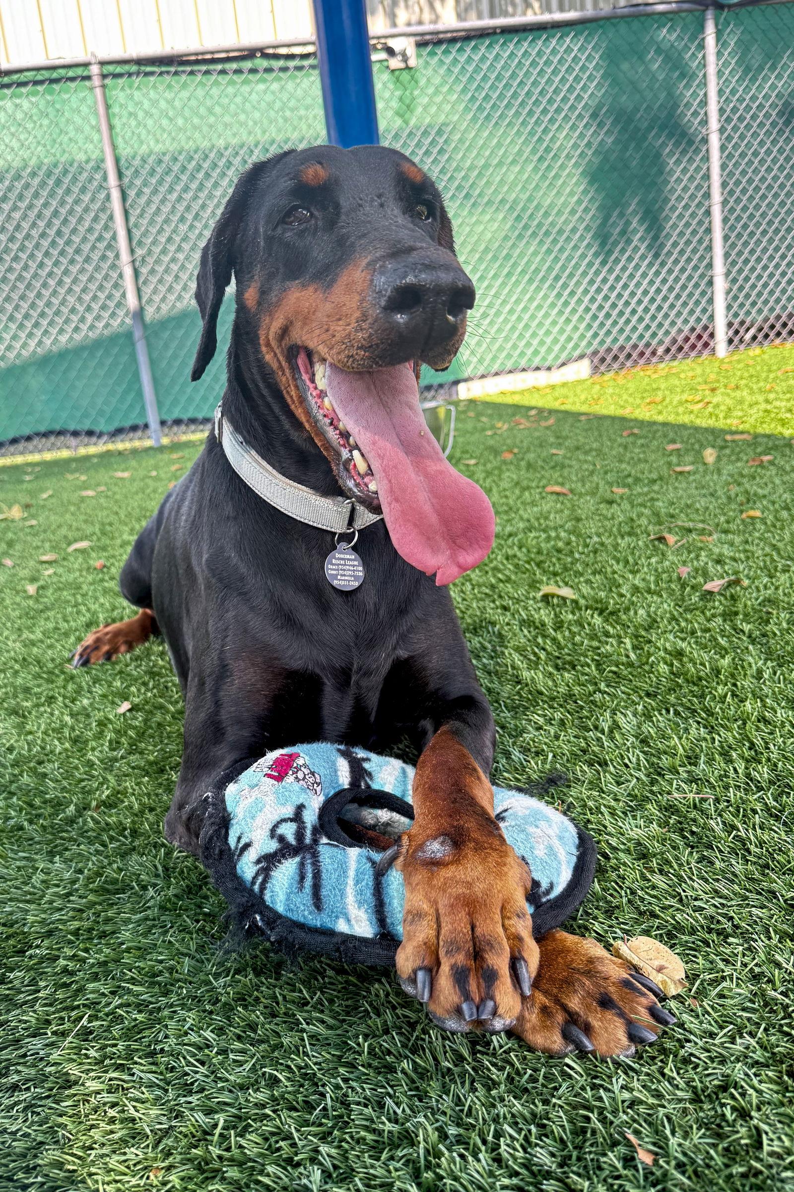 Kim 3527, a Adopted Doberman Pinscher in Oakland Park, FL image 2/3