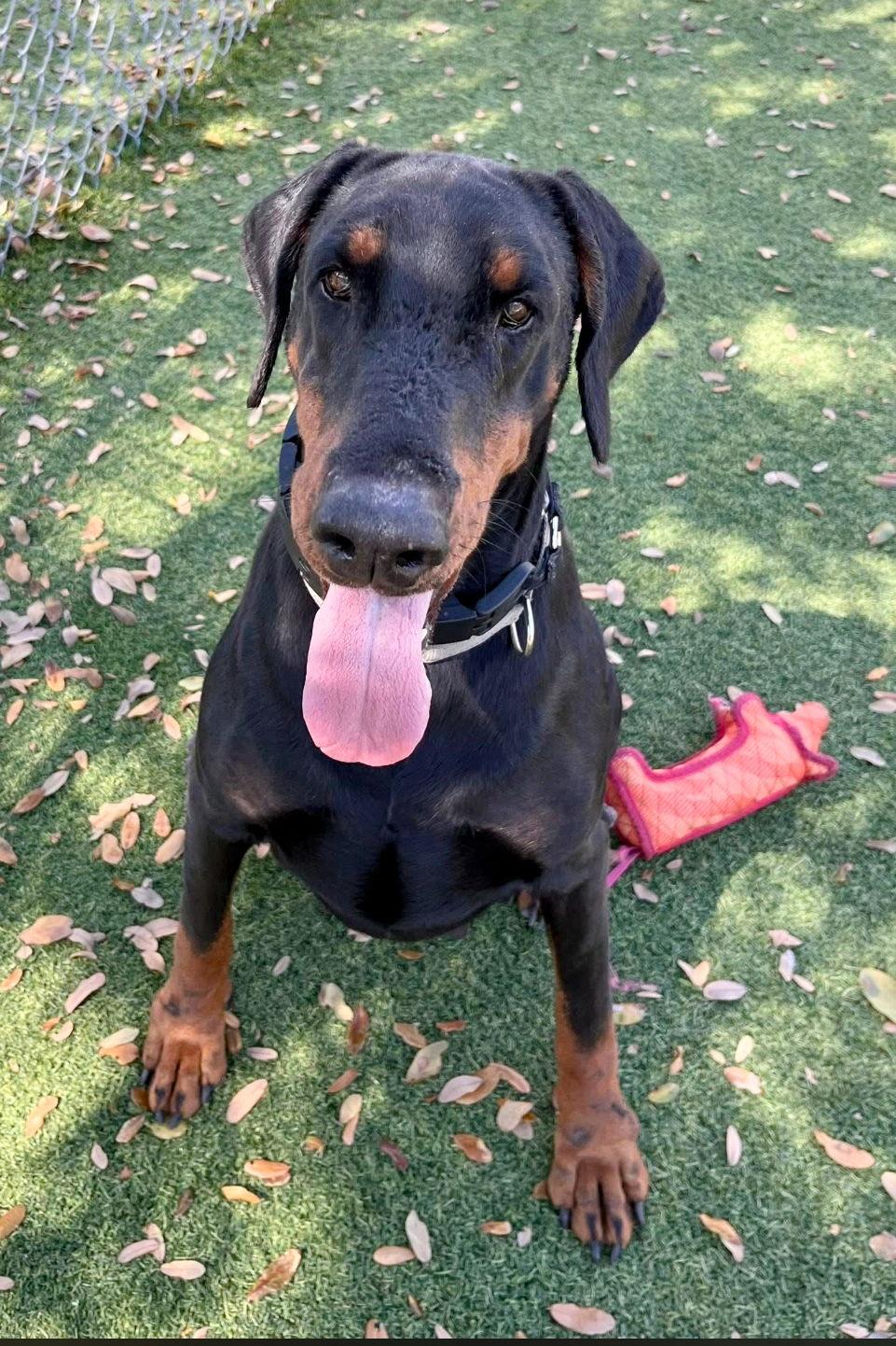 Kim 3527, a Adopted Doberman Pinscher in Oakland Park, FL image 3/3