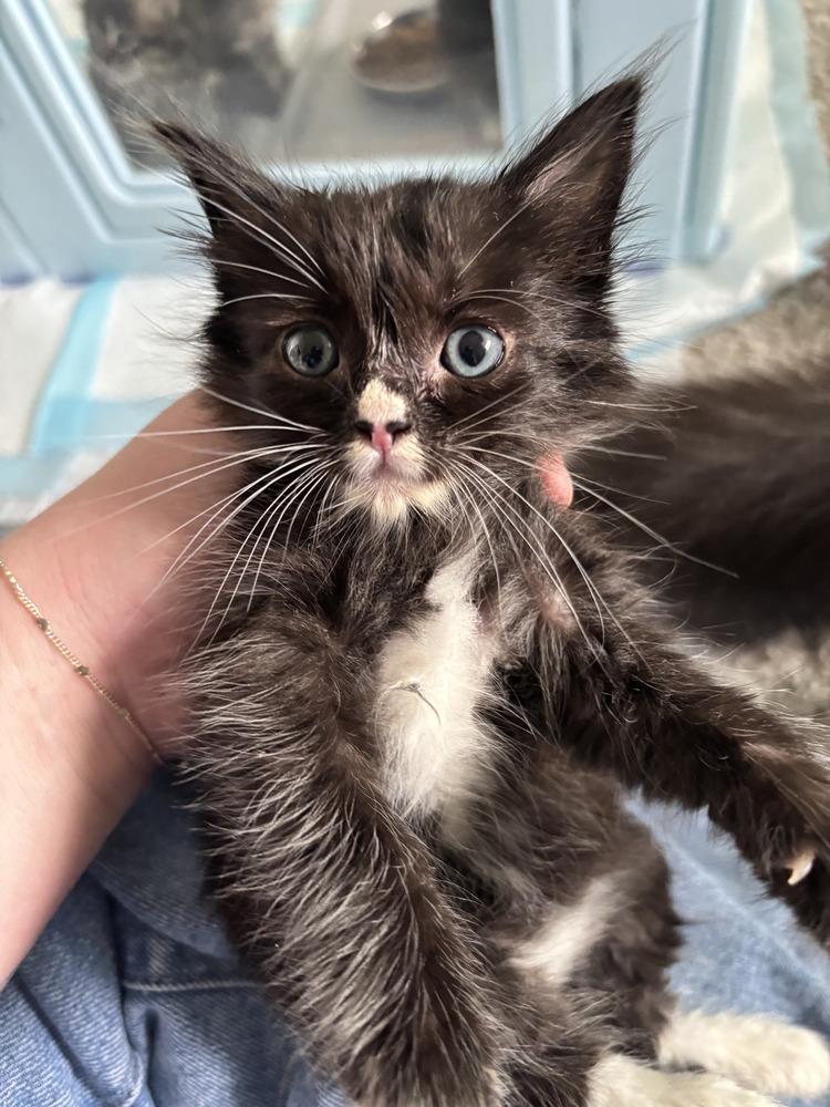 Enlarge Romeo, a Adopted Domestic Medium Hair in Salinas, CA image 1/2
