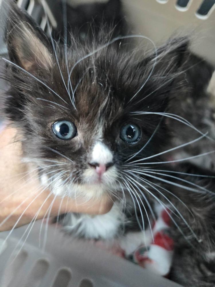 Enlarge Romeo, a Adopted Domestic Medium Hair in Salinas, CA image 2/2