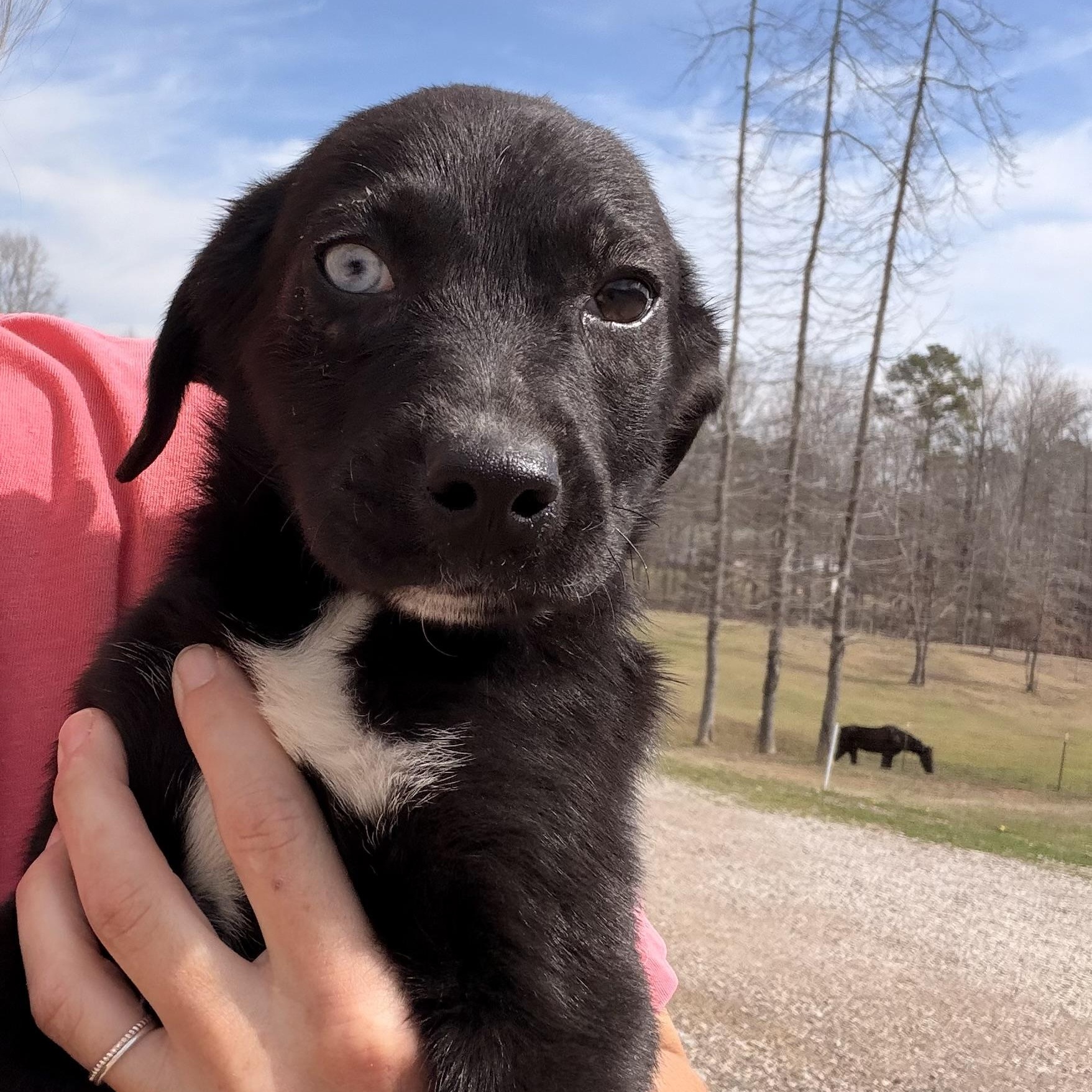Enlarge Cali, a Adoptable mixed breed in Harrisburg, PA image 2/4