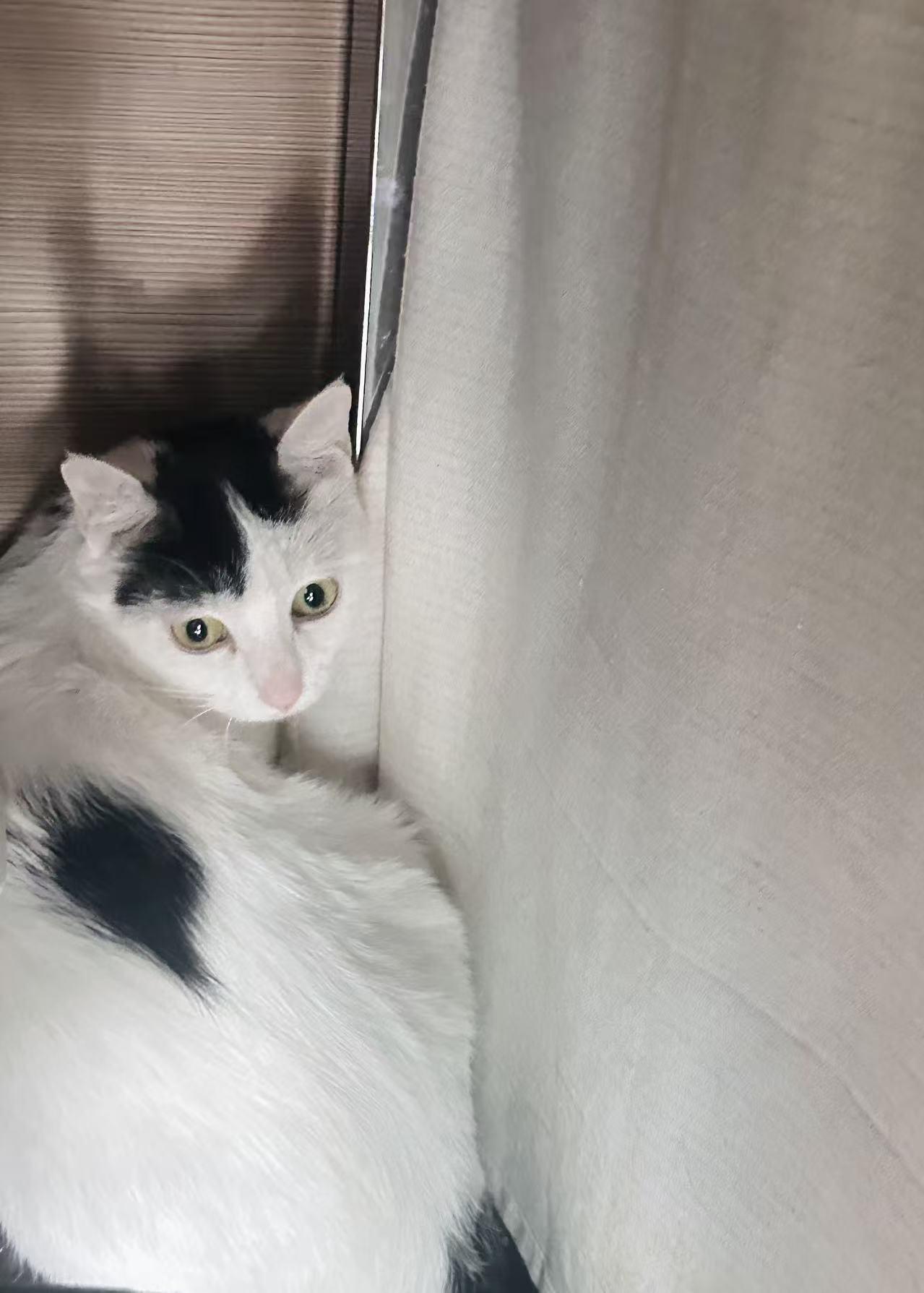 FiFi, a ADOPTABLE Domestic Short Hair in Surrey, BC image 5/6