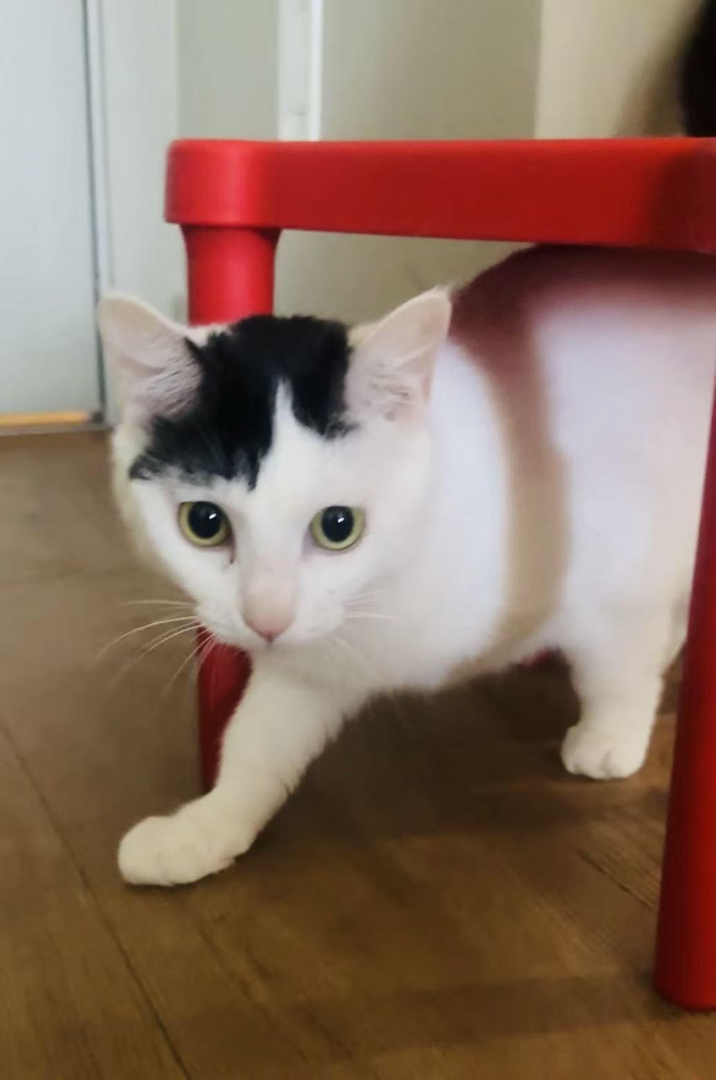 FiFi, a ADOPTABLE Domestic Short Hair in Surrey, BC image 3/6